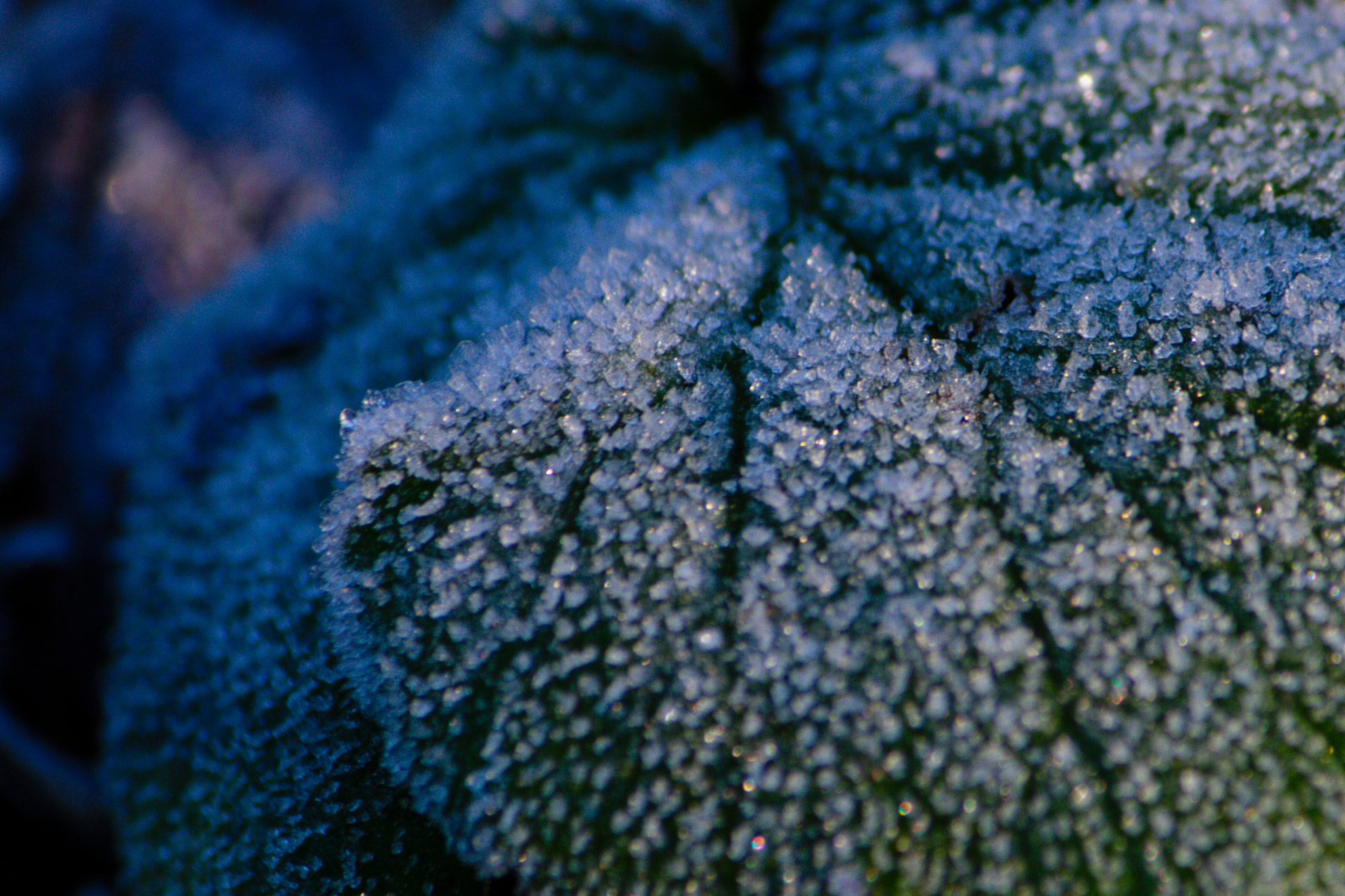 Canon EF-S 55-250mm F4-5.6 IS II sample photo. Leaf photography