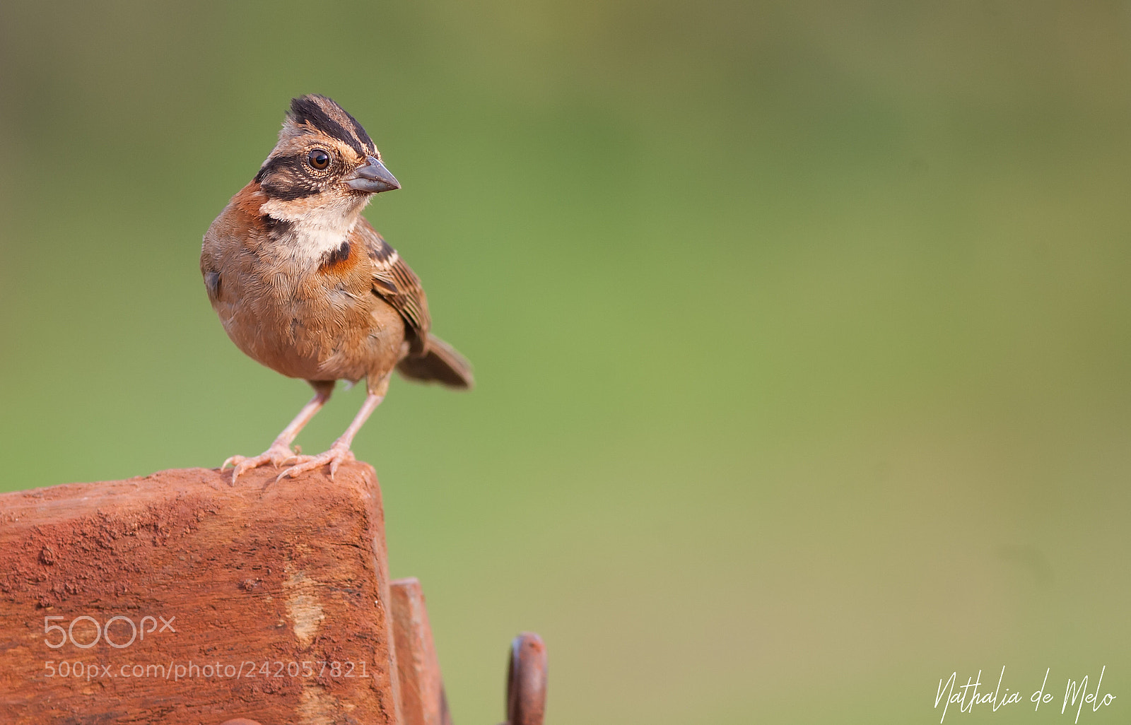 Canon EOS-1D Mark III sample photo. Tico-tico zonotrichia capensis photography