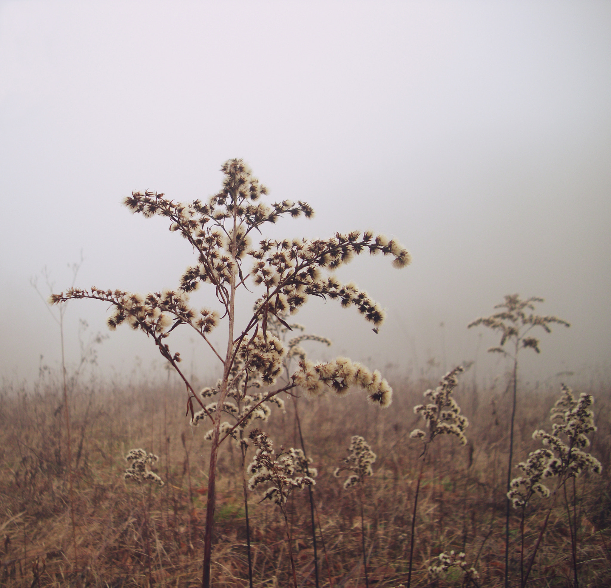 Benq DC C1060 sample photo. . photography