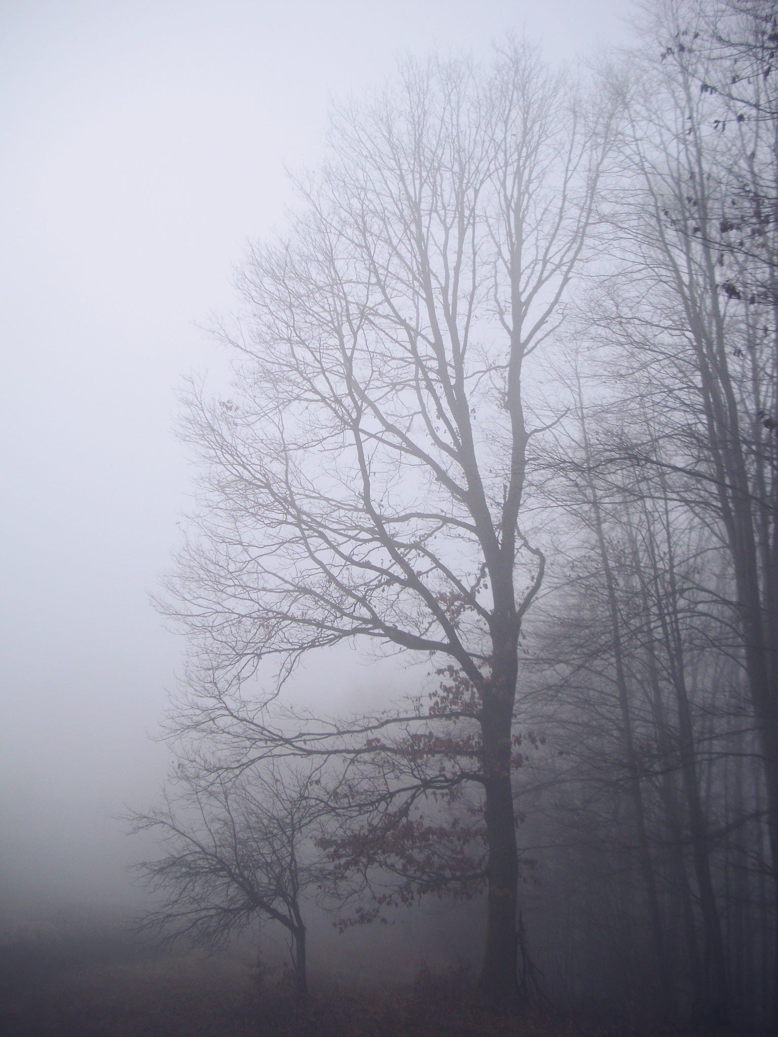 Benq DC C1060 sample photo. ... photography
