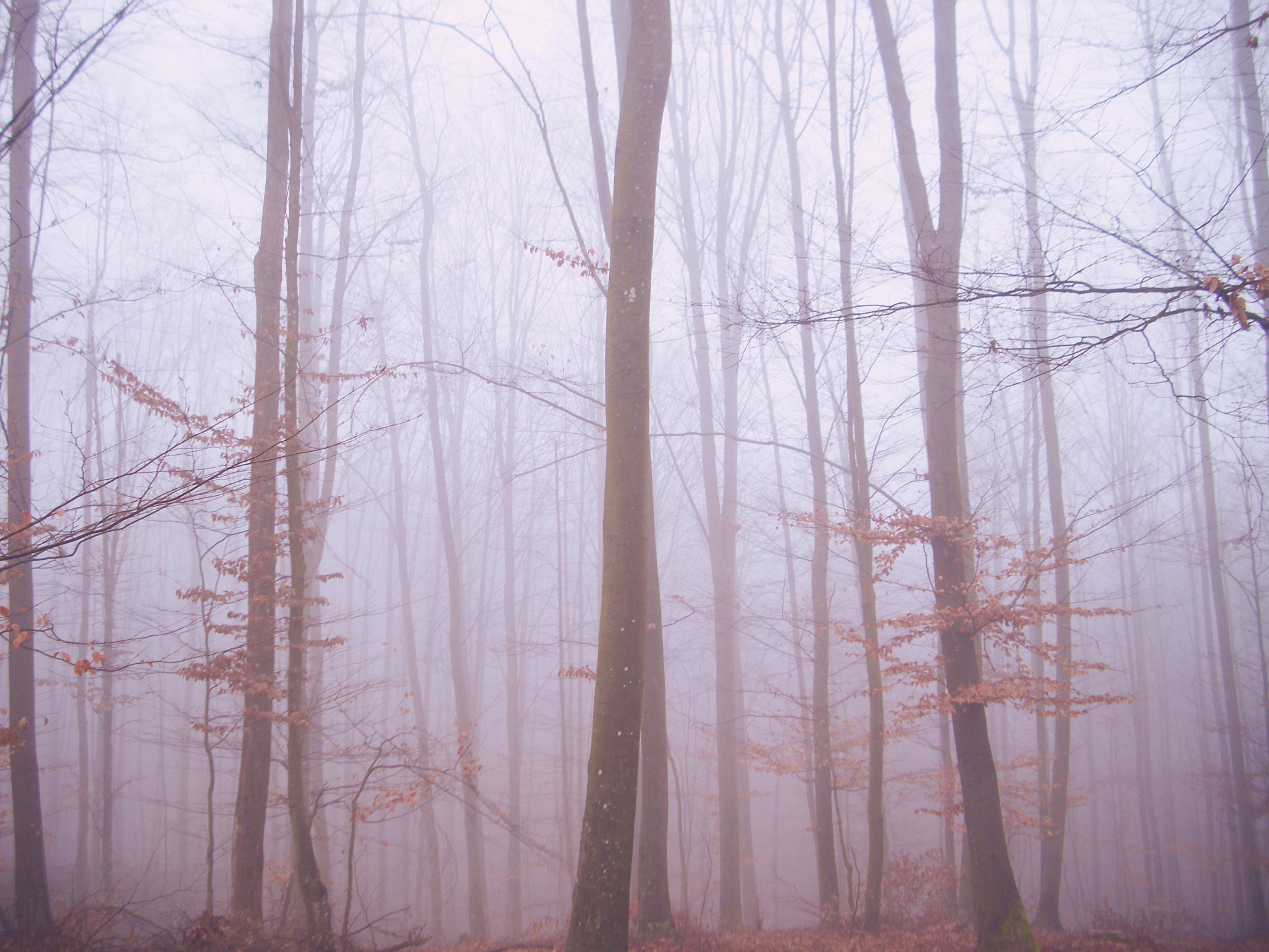 Benq DC C1060 sample photo. Mist photography