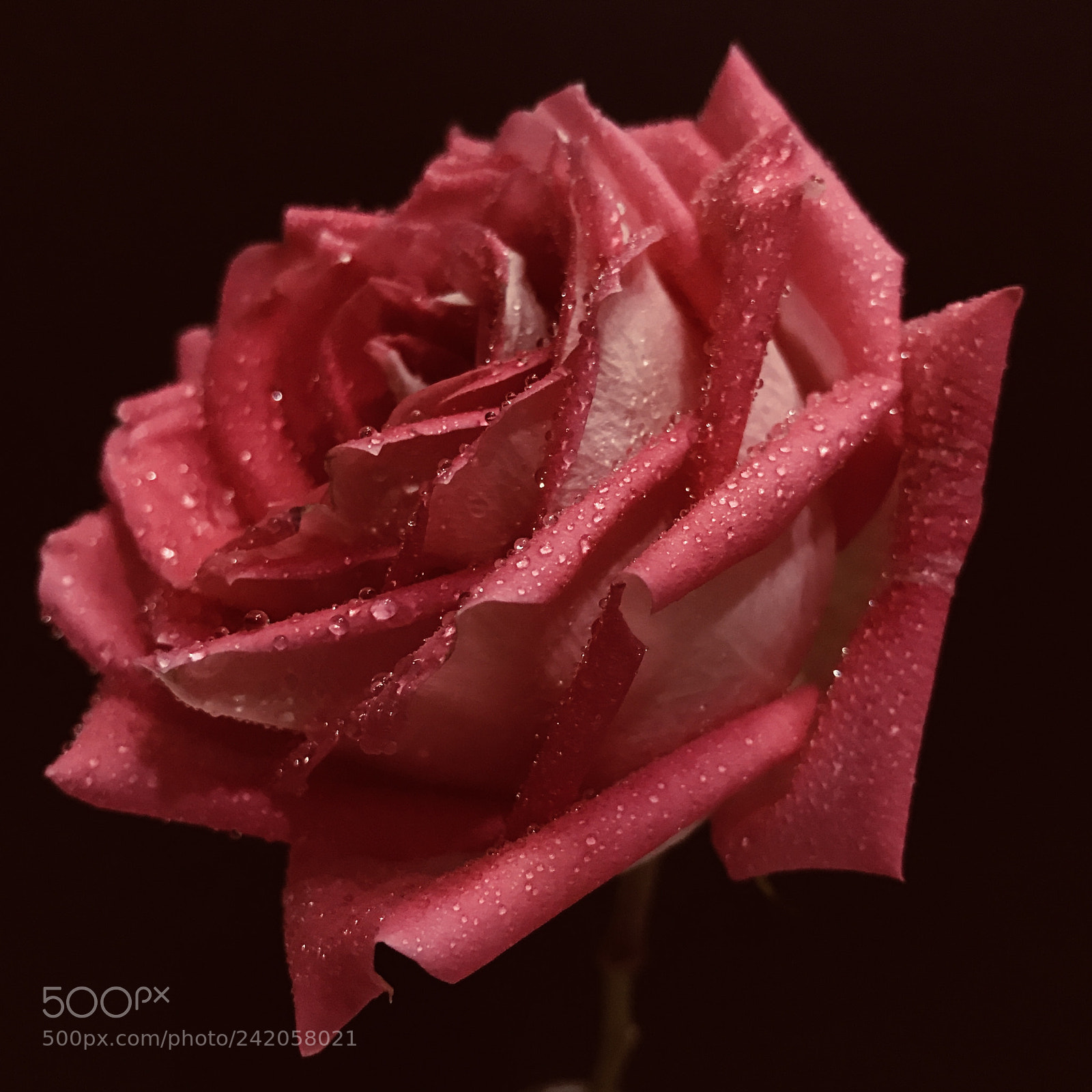 Apple iPhone 7 Plus sample photo. Pink rose photography