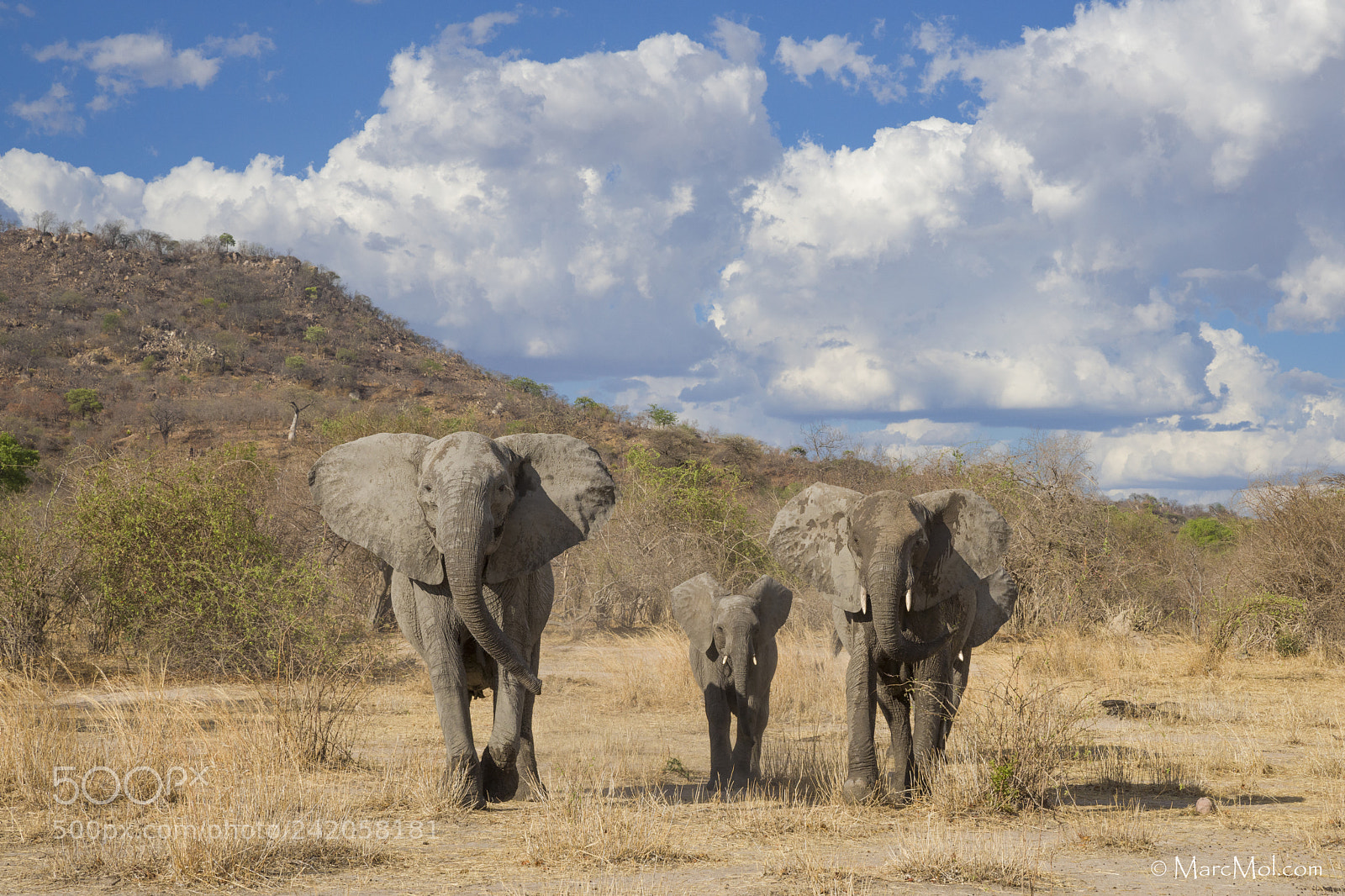 Nikon D810 sample photo. A trio of trouble photography