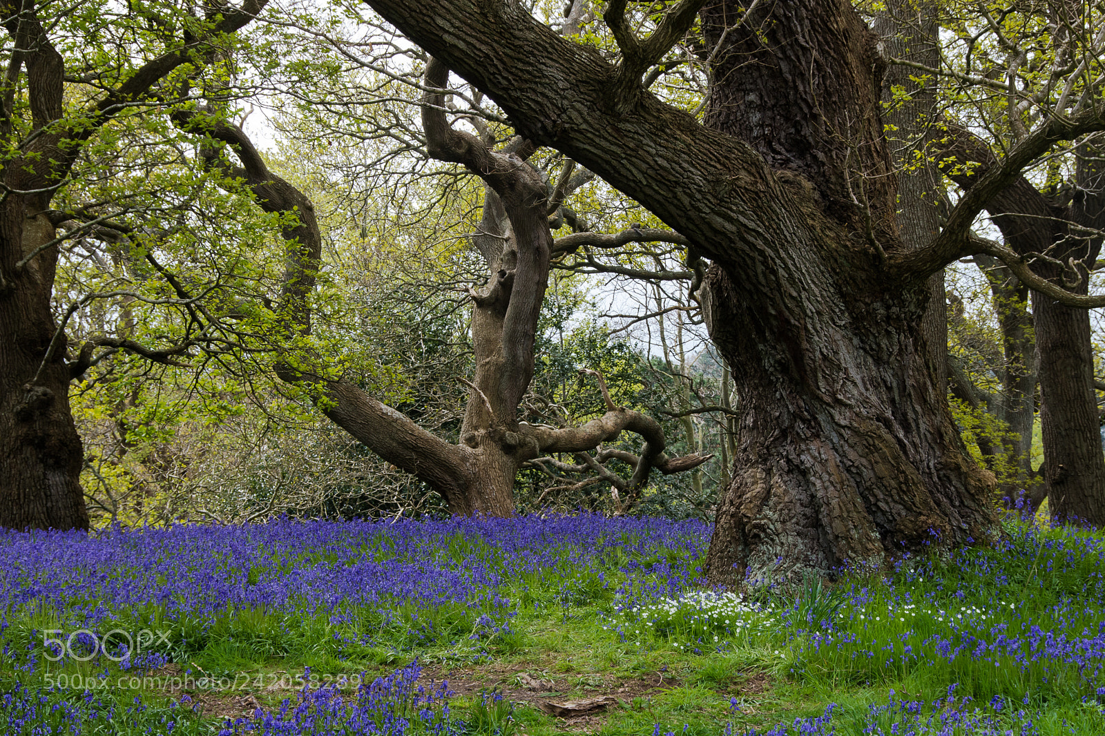 Nikon D7200 sample photo. A carpet of bluebells photography