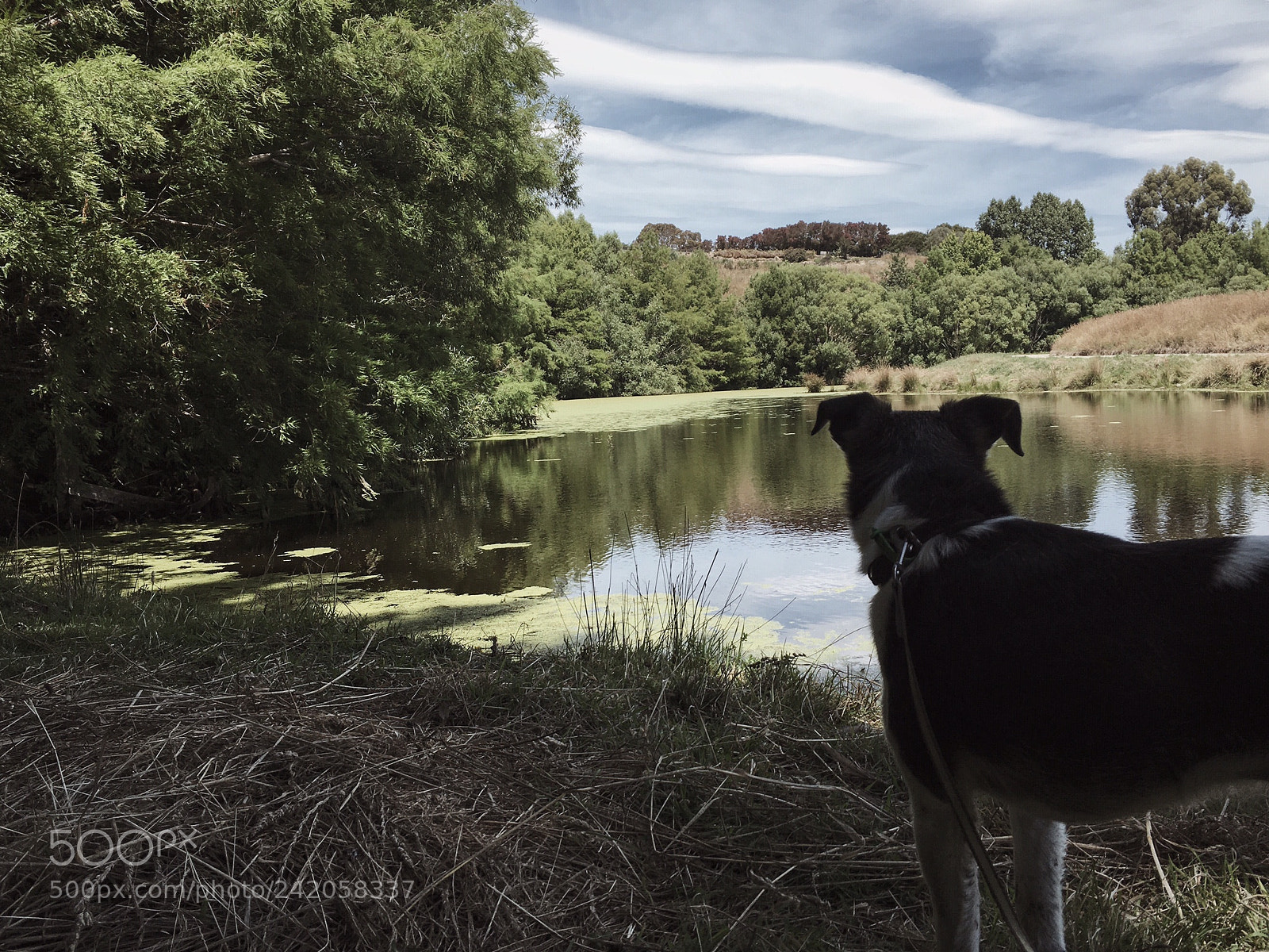 Apple iPhone 6s sample photo. Dog photography