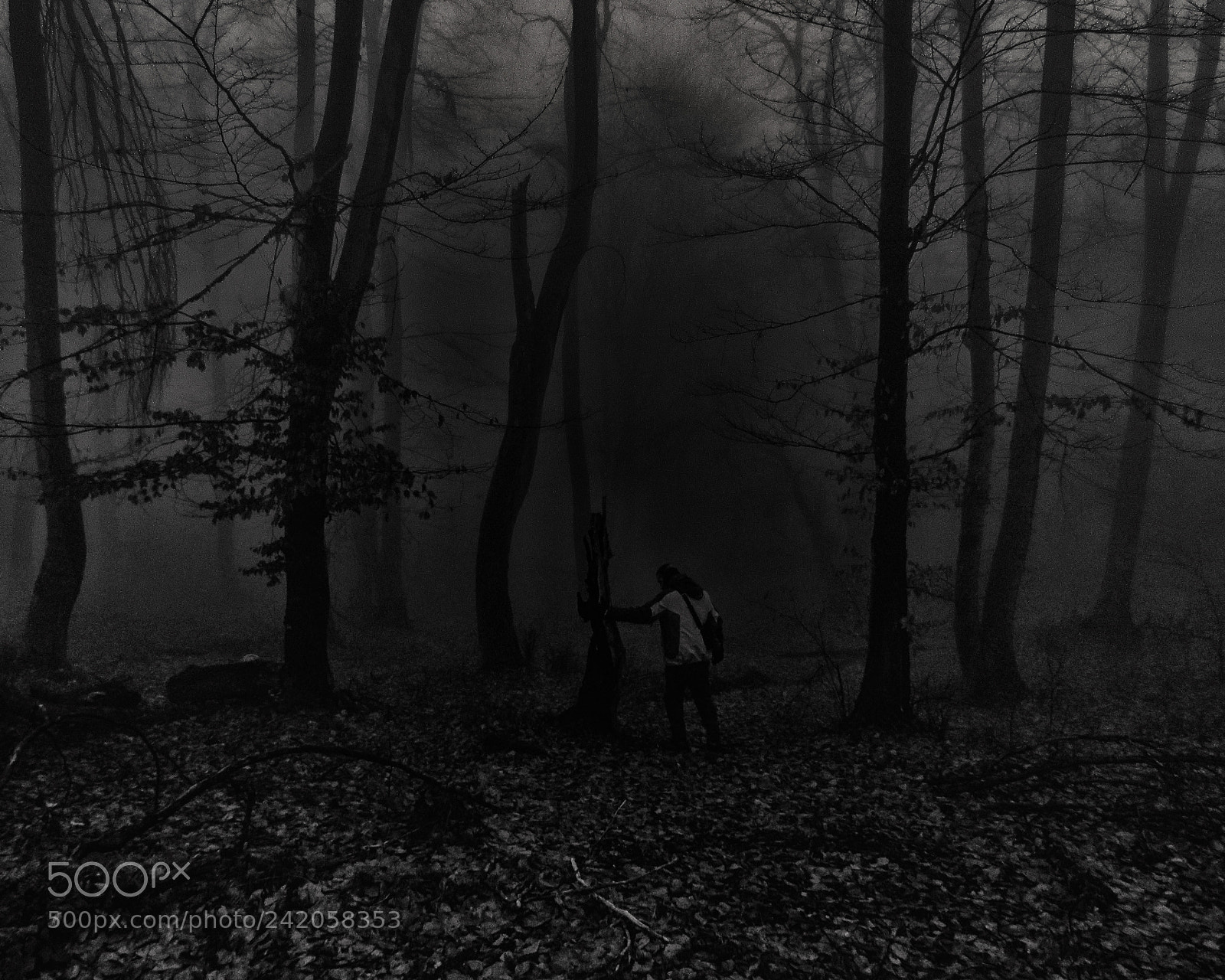 Canon PowerShot SX530 HS sample photo. Dark forest trip photography