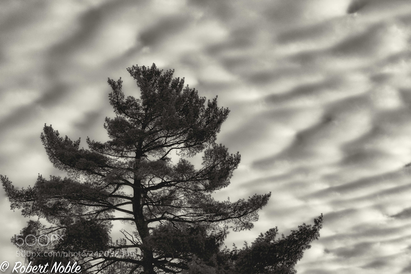 Nikon D7200 sample photo. White pine with clouds photography