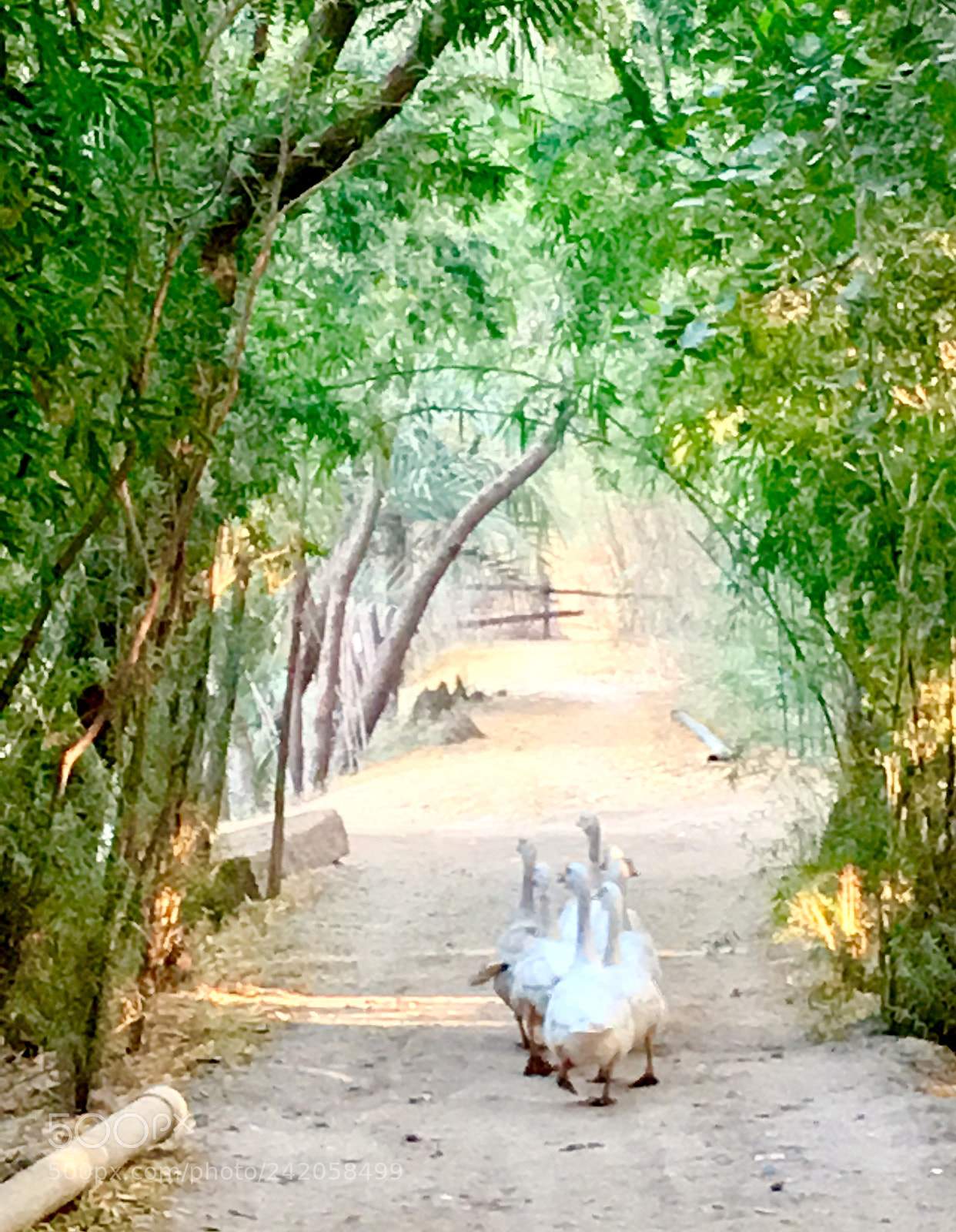 Apple iPhone 6s sample photo. Just one of the photography