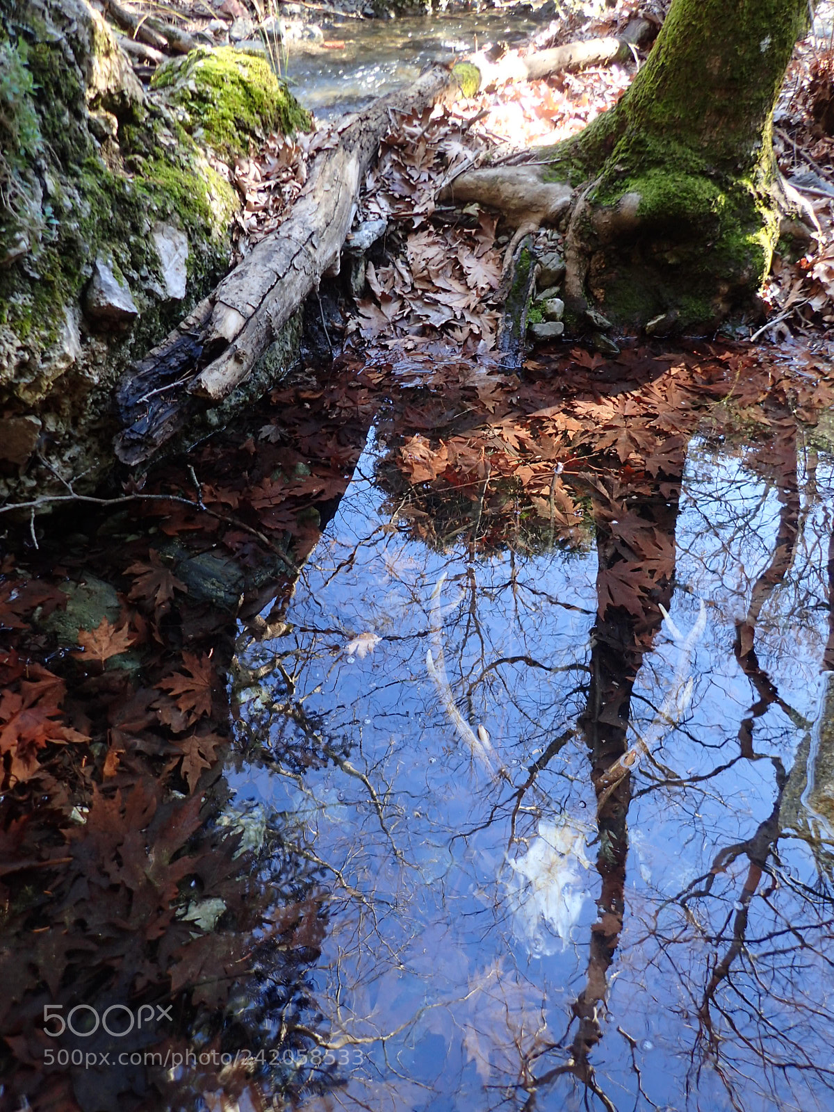 Olympus TG-4 sample photo. Eaten by the wolves photography
