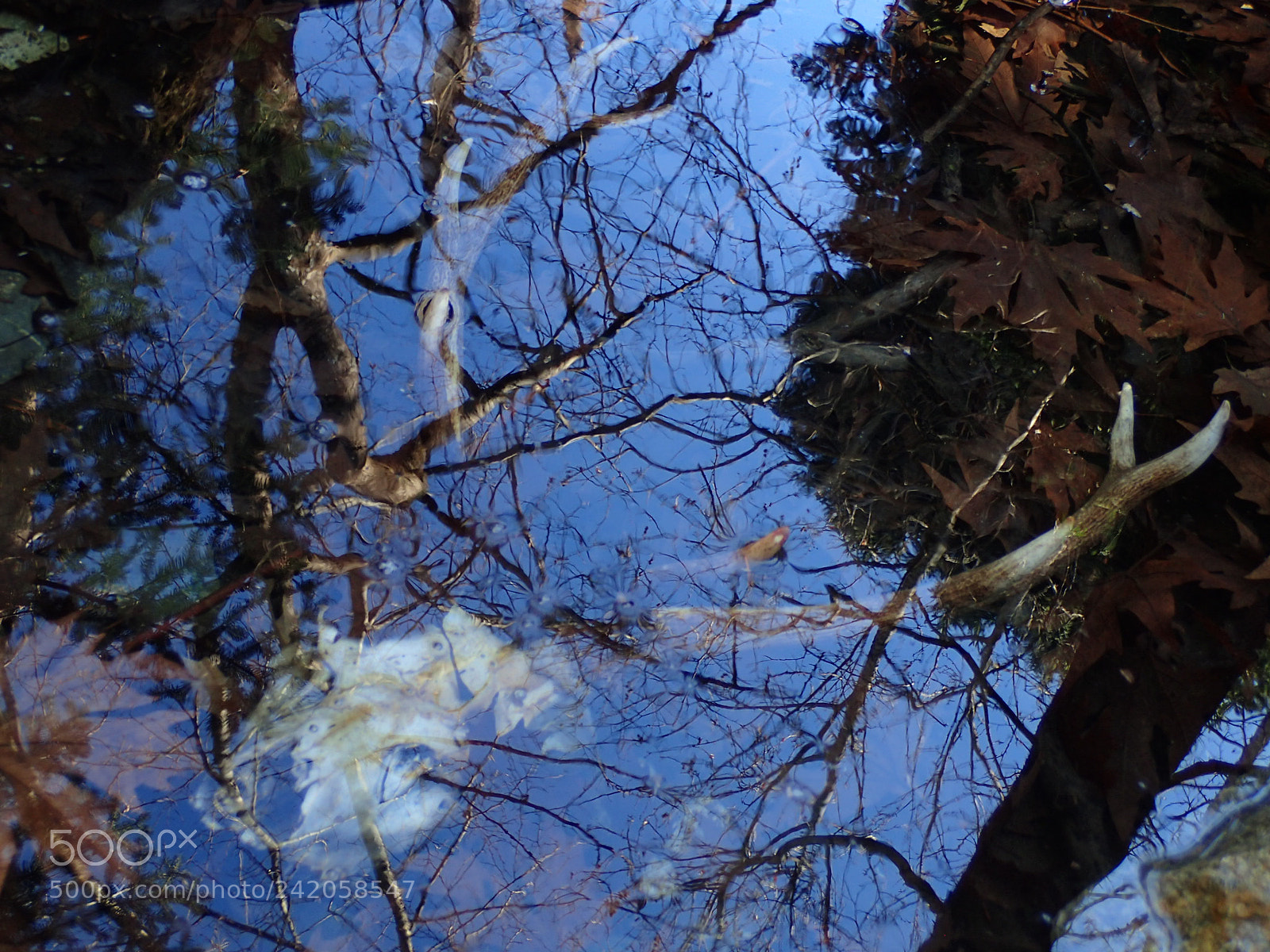 Olympus TG-4 sample photo. Eaten by the wolves photography