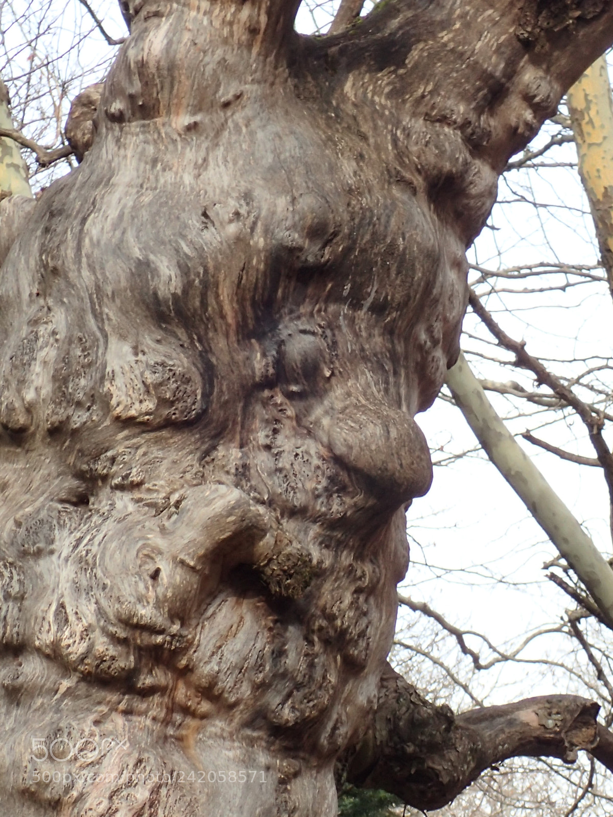 Olympus TG-4 sample photo. The elf tree photography