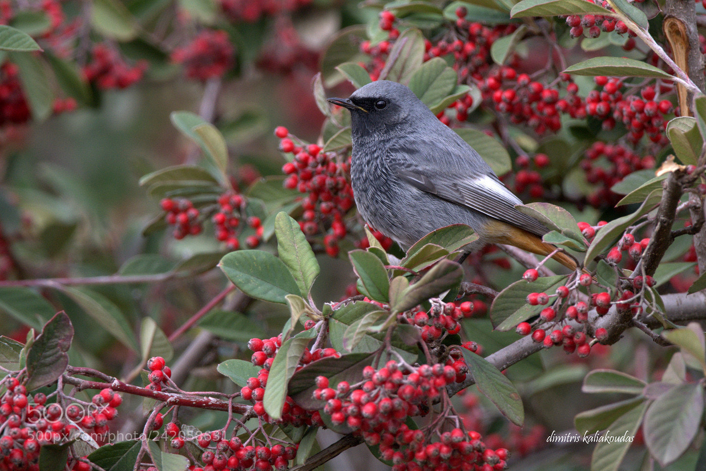 Nikon D7100 sample photo. Phoenicurus ochruros photography