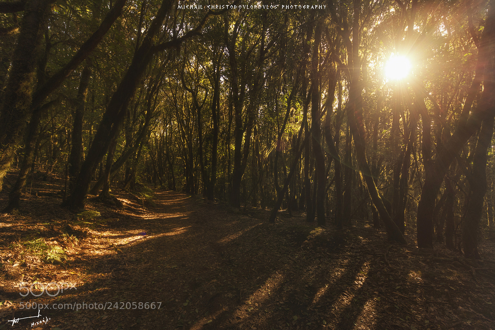 Nikon D810 sample photo. Garajonay national park la photography