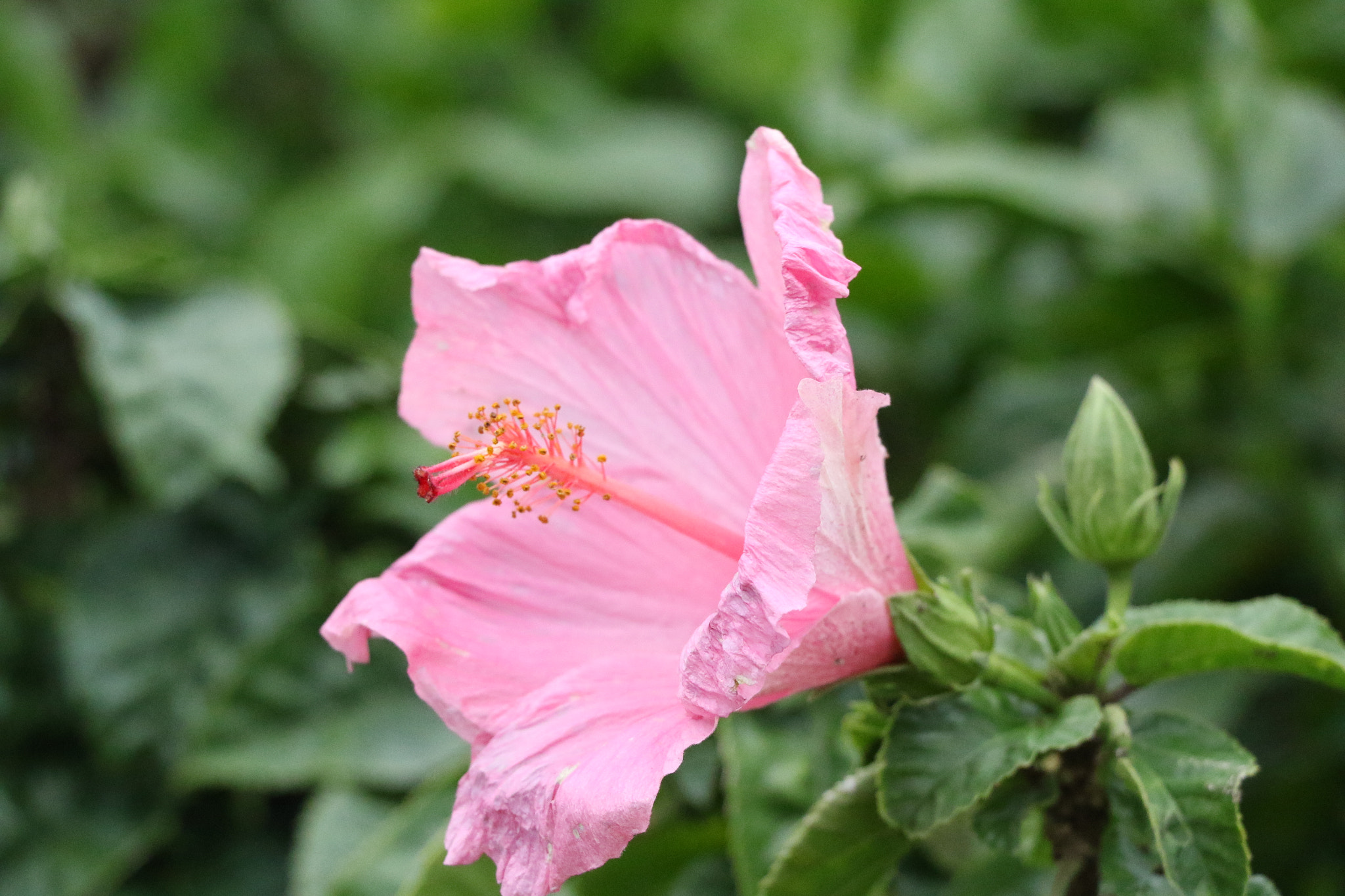 Canon EOS 7D Mark II + Canon EF-S 18-135mm F3.5-5.6 IS STM sample photo. Hibiscus photography
