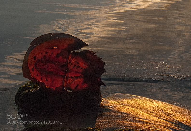 Nikon D300S sample photo. Beach light photography