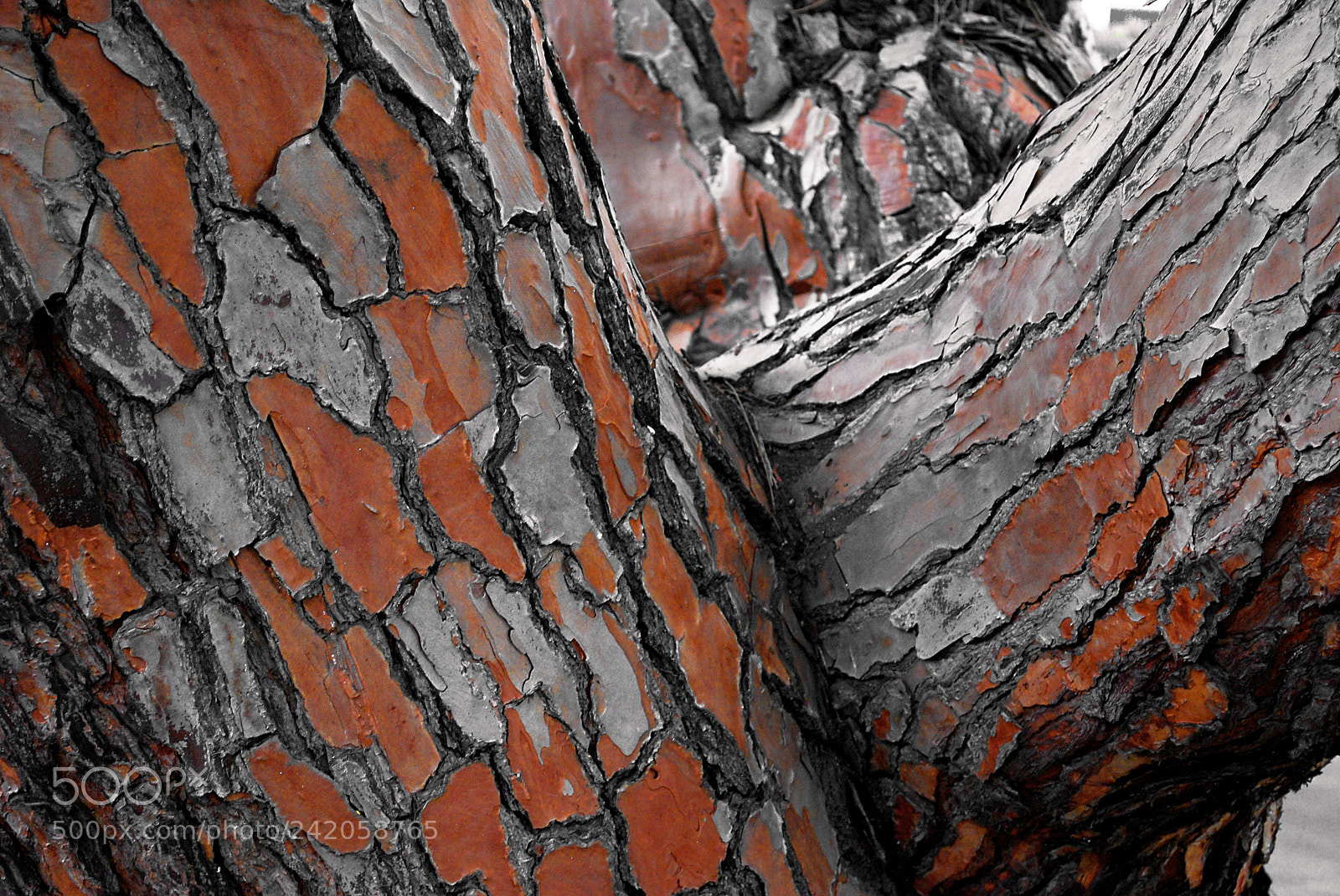 Nikon D60 sample photo. Trunk composition photography