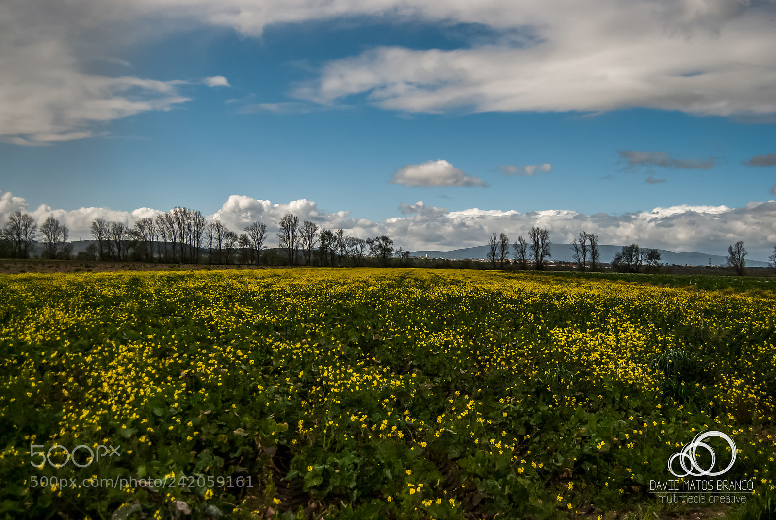 Nikon D80 sample photo. Yellow little flowers photography