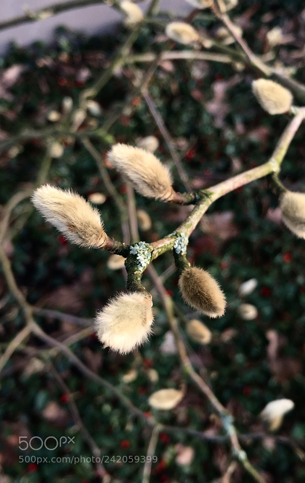 Apple iPhone 6s sample photo. Intro to the spring photography