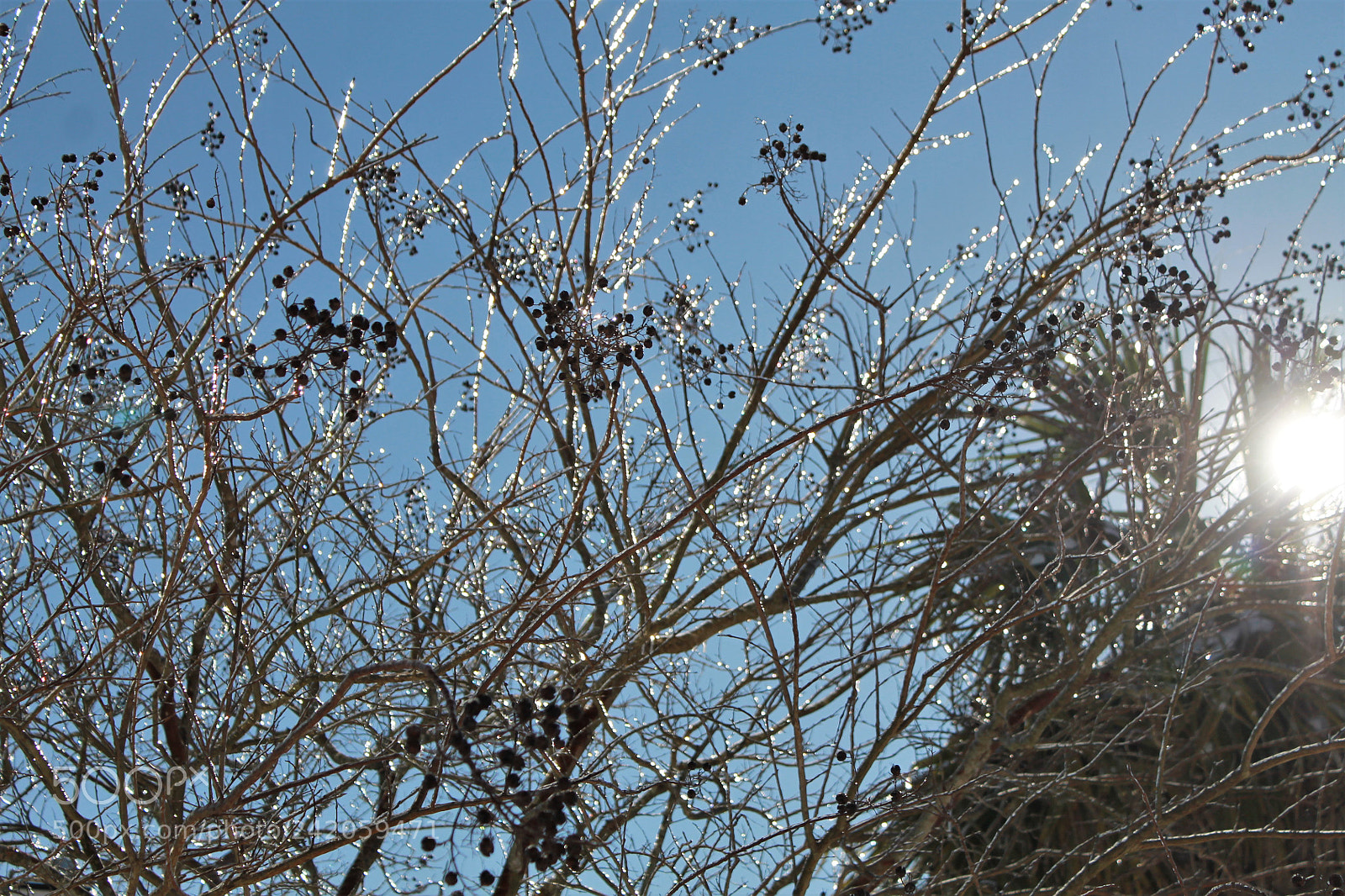 Canon EOS 1100D (EOS Rebel T3 / EOS Kiss X50) sample photo. Morebranches photography