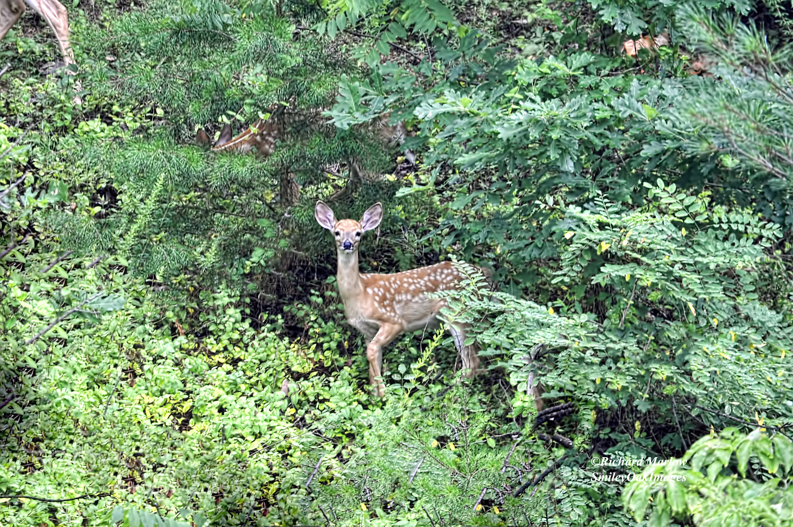 Nikon D5000 sample photo. Young whitetail deer photography