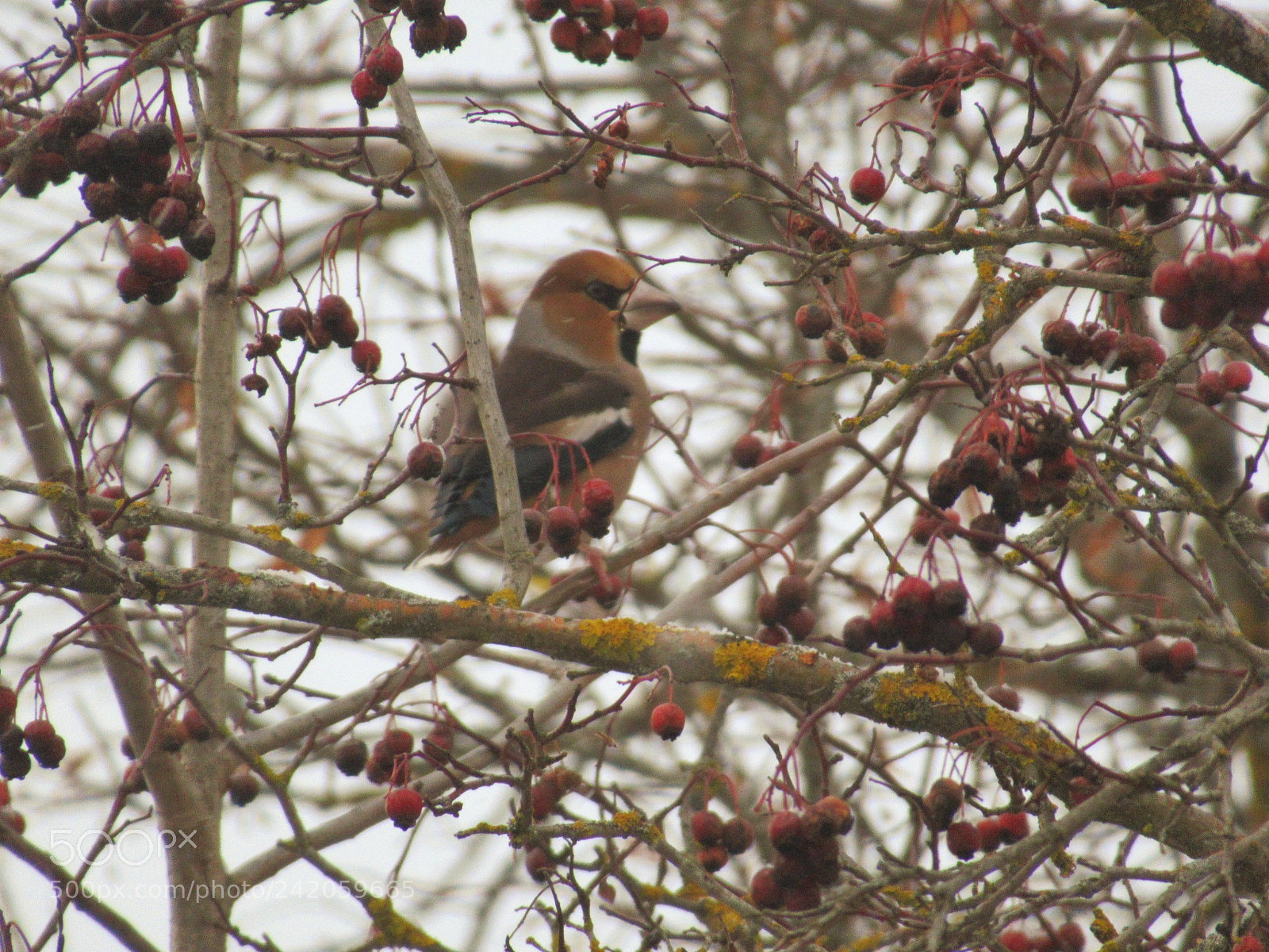 Canon PowerShot SX620 HS sample photo. Grosbeak photography