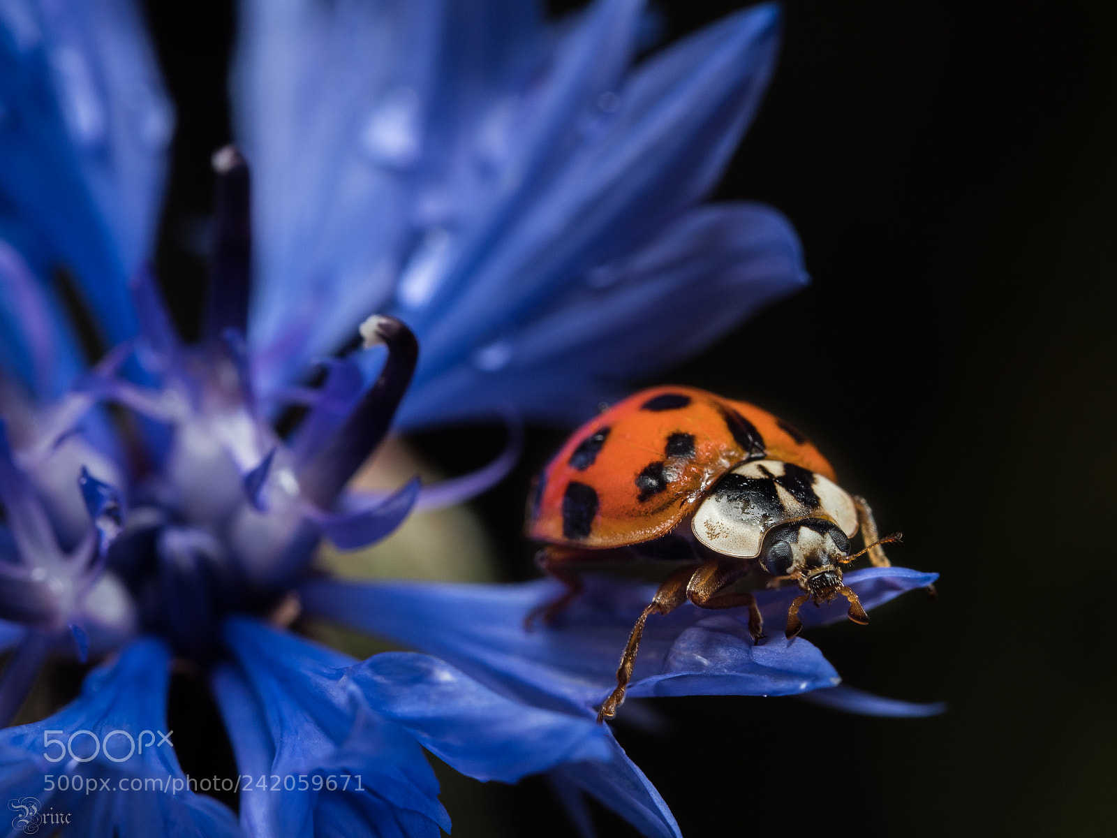Olympus PEN-F sample photo. Coccinella photography