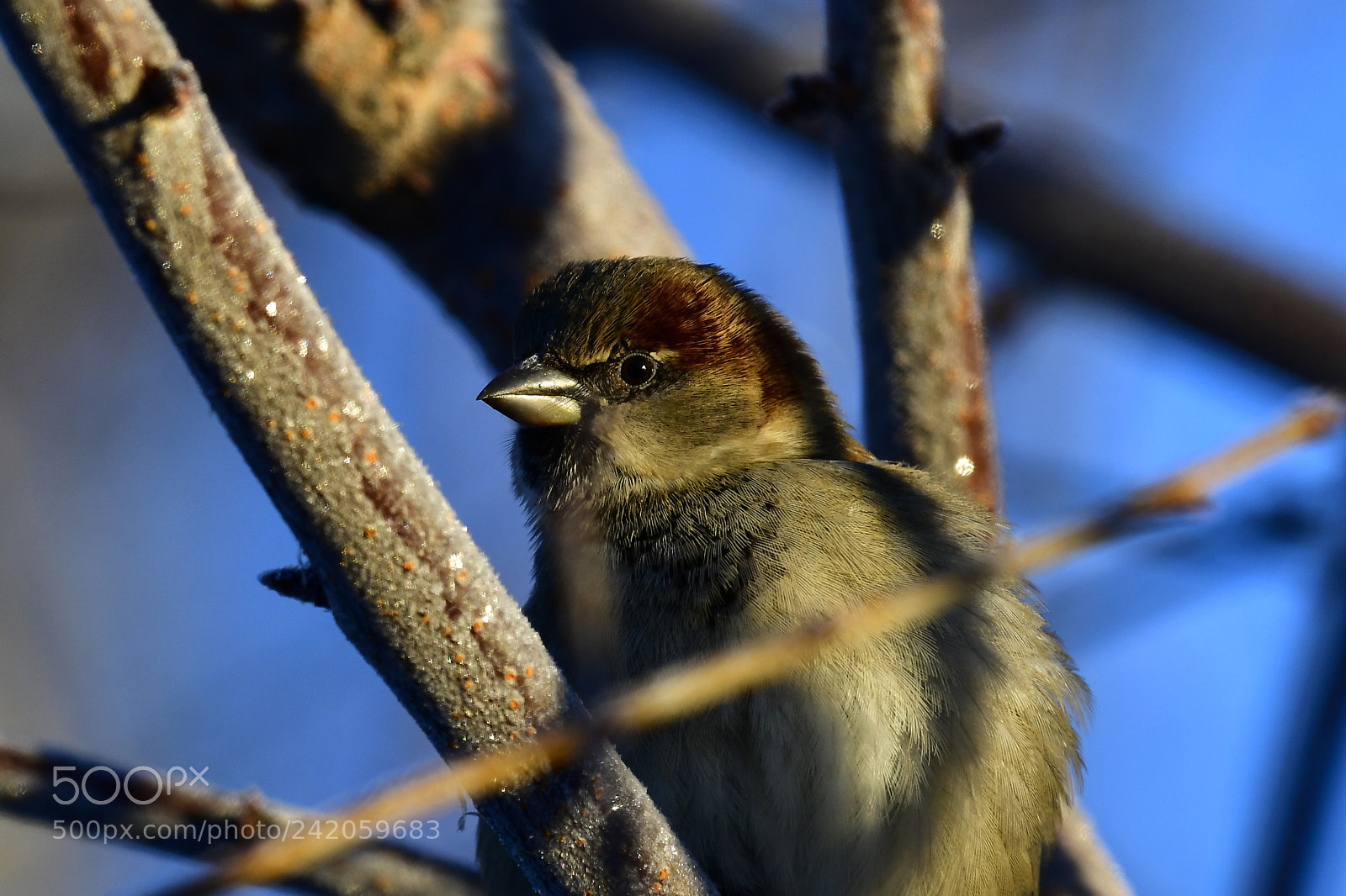 Nikon D850 sample photo. House sparrow photography