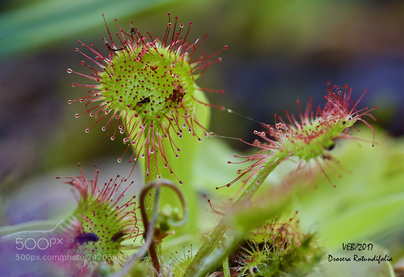 Olympus OM-D E-M5 II sample photo. Drosera rotundifolia planta carn photography