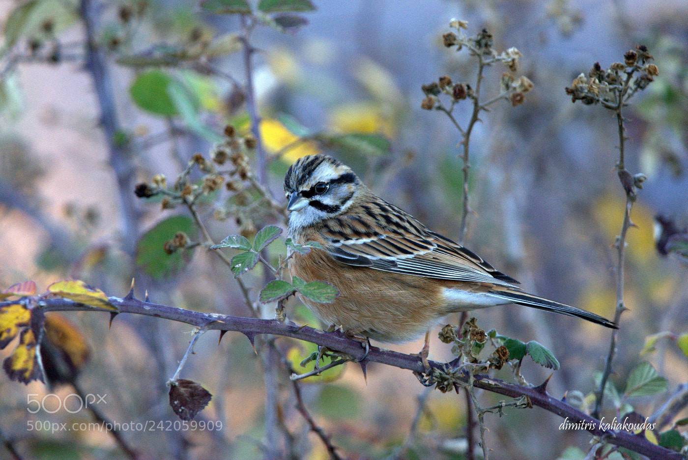 Nikon D7100 sample photo. Emberiza cia. photography