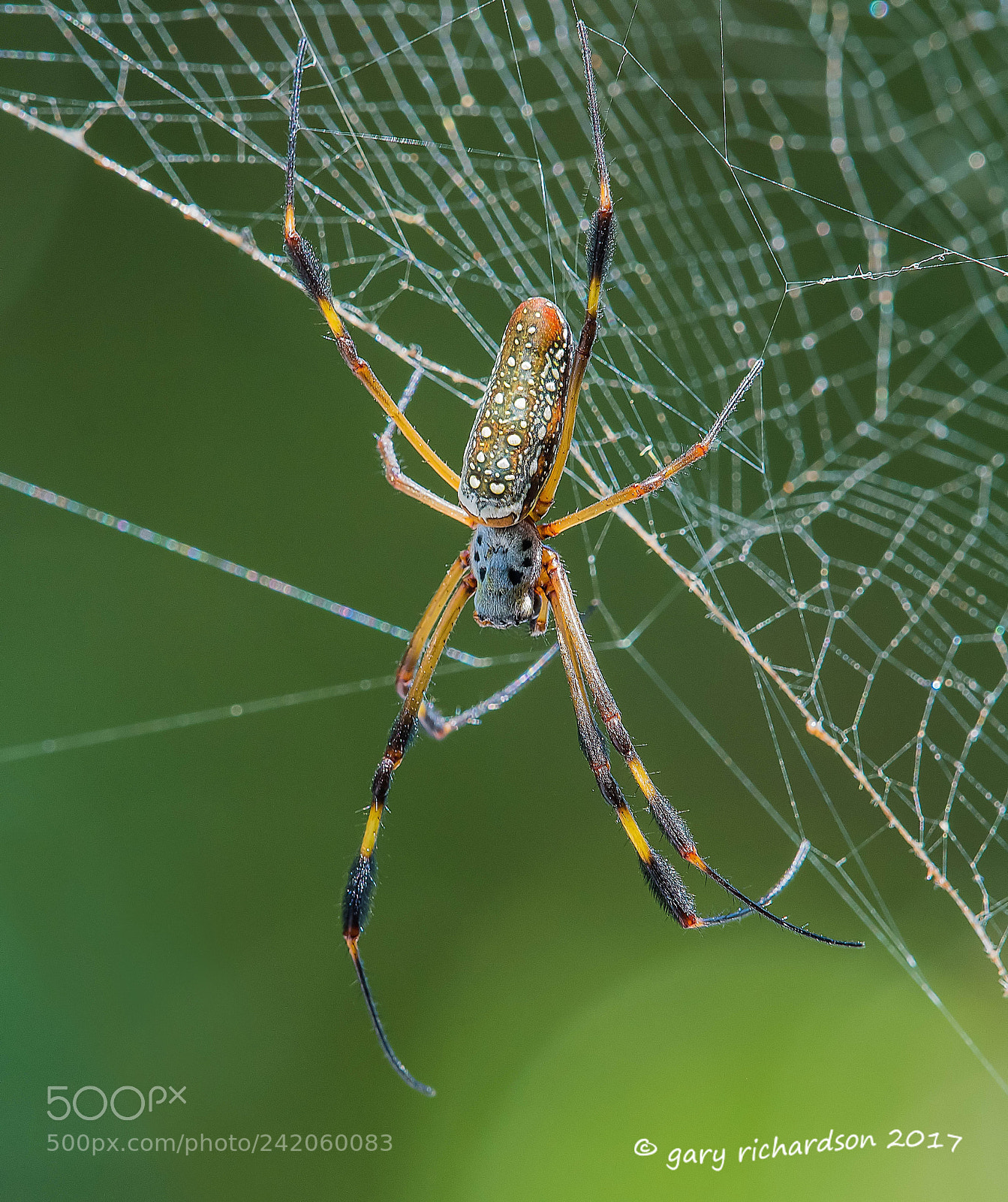 Nikon D500 sample photo. Golden orb web spider photography