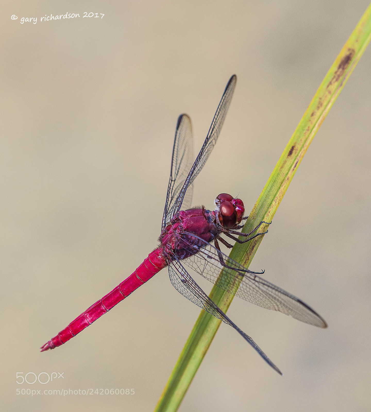 Nikon D500 sample photo. Carmine skimmer mexico photography