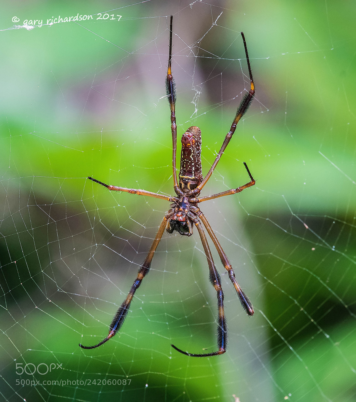 Nikon D500 sample photo. Golden orb web spider photography