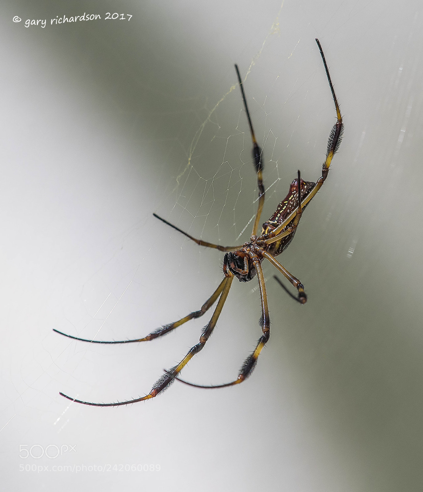 Nikon D500 sample photo. Golden orb web spider photography