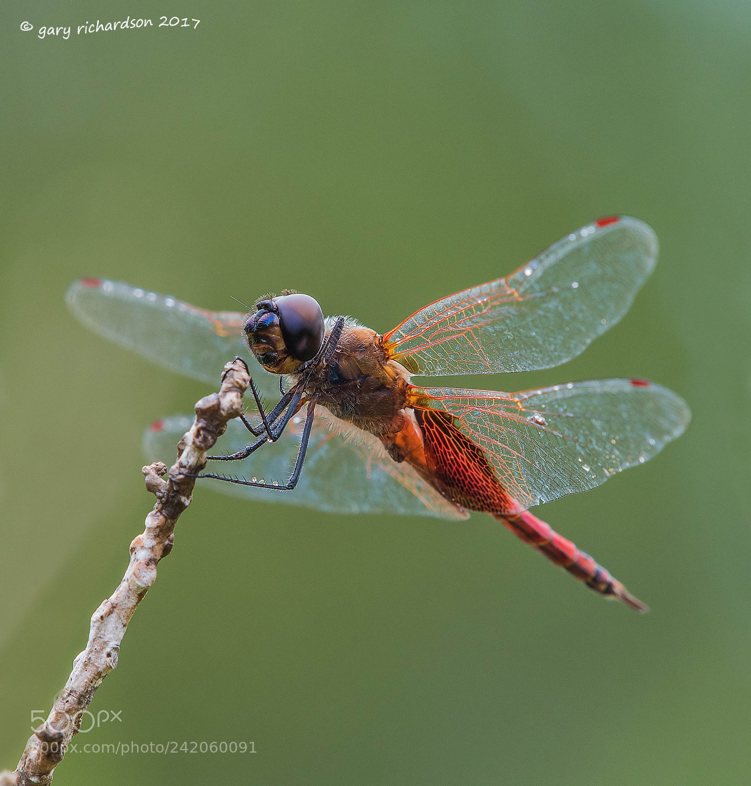 Nikon D500 sample photo. Red tailed pennant mexico photography