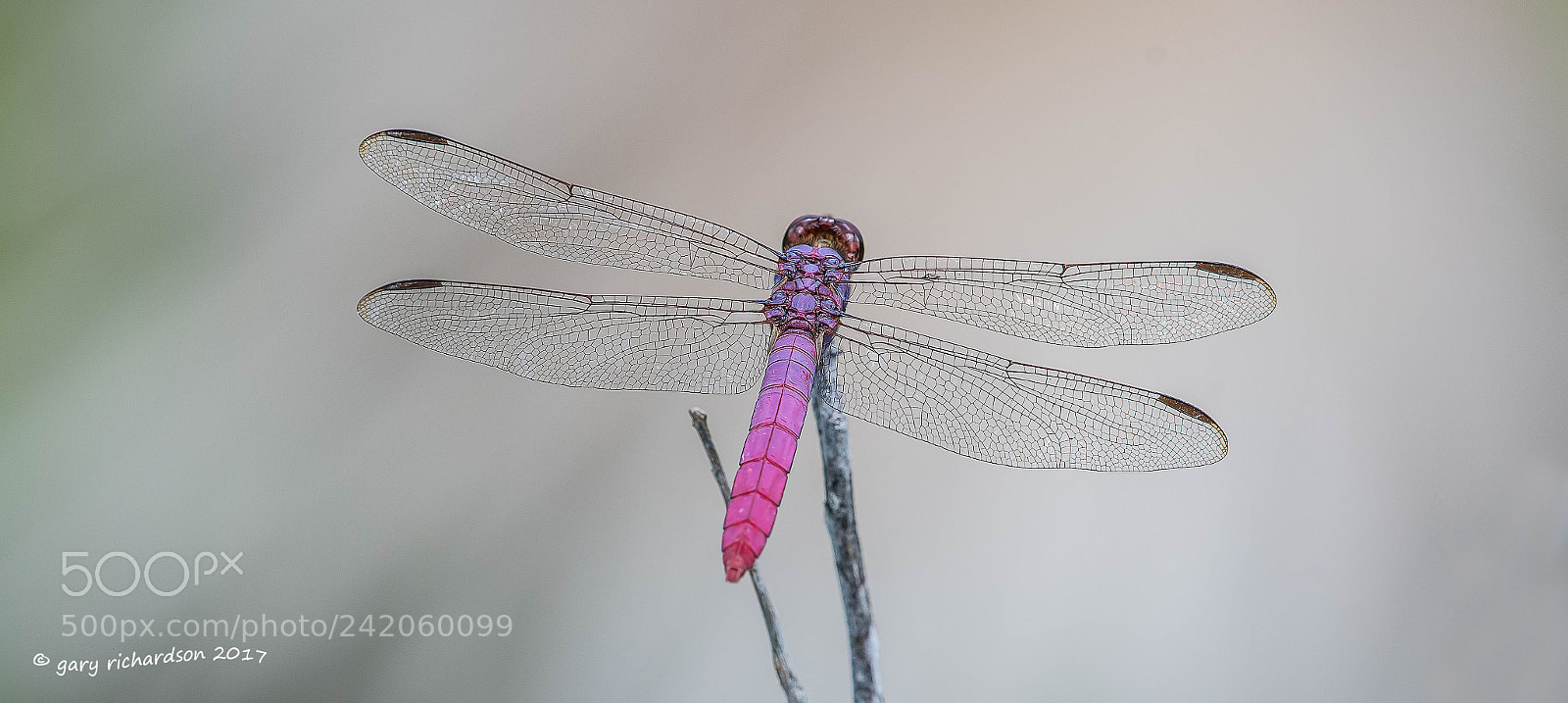 Nikon D500 sample photo. Roseate skimmer mexico () photography