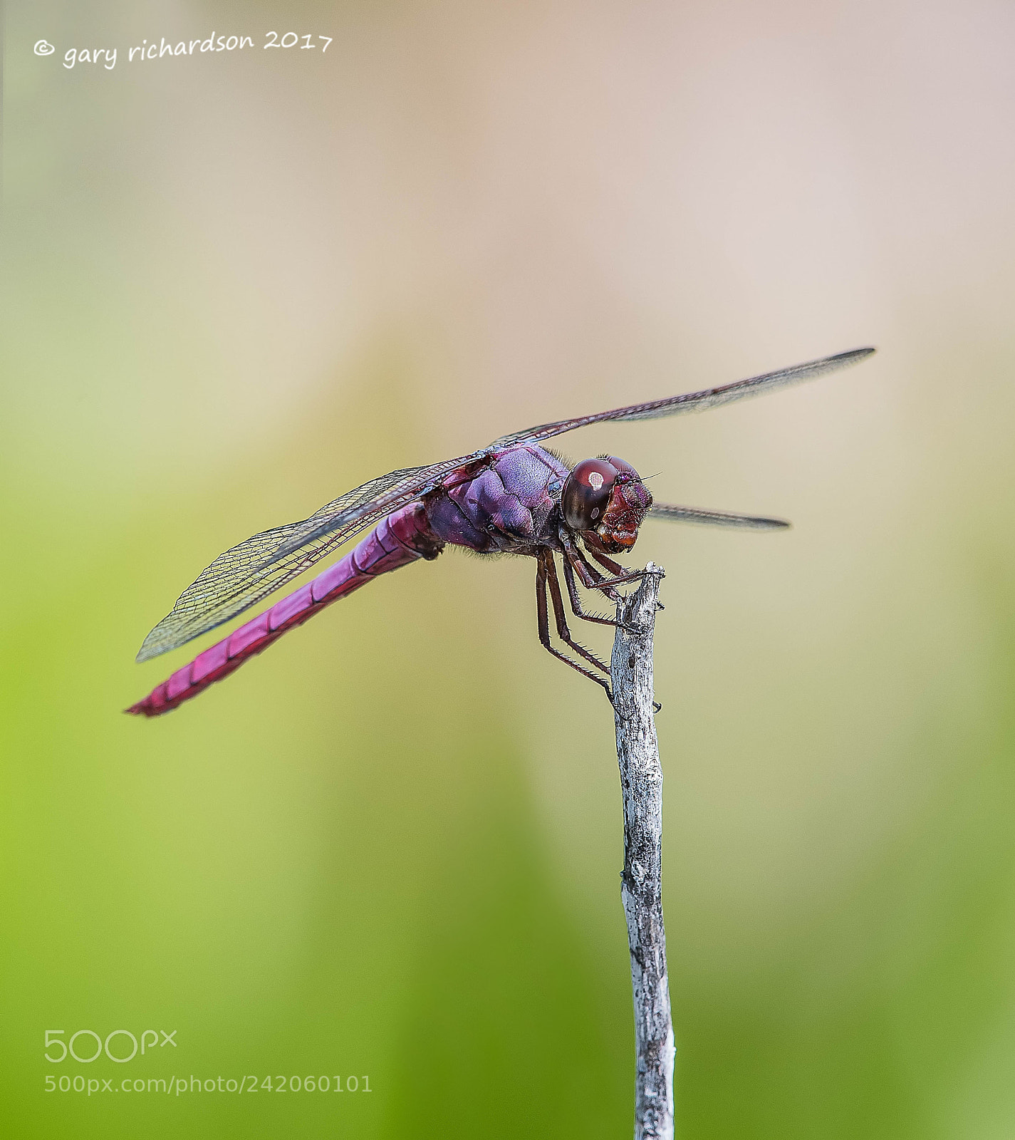 Nikon D500 sample photo. Roseate skimmer mexico () photography