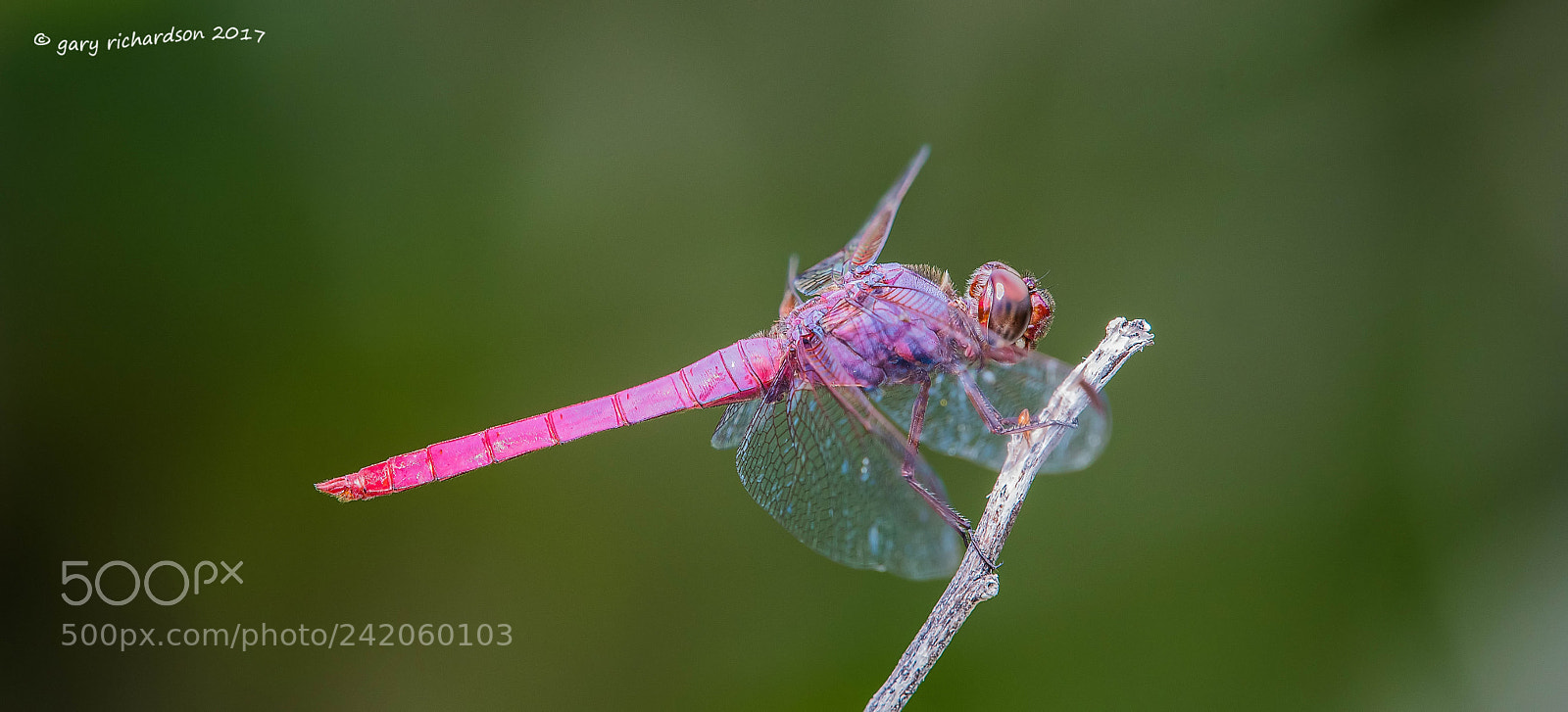 Nikon D500 sample photo. Roseate skimmer mexico () photography