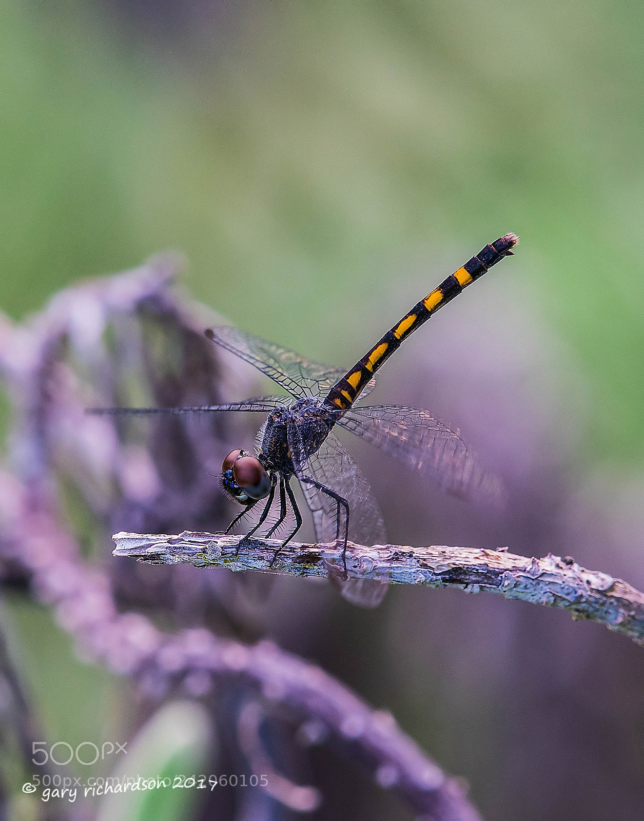 Nikon D500 sample photo. Seaside dragonlet mexico photography