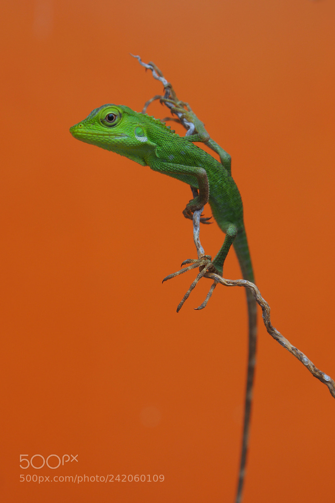 Olympus OM-D E-M10 II sample photo. Green lizard photography