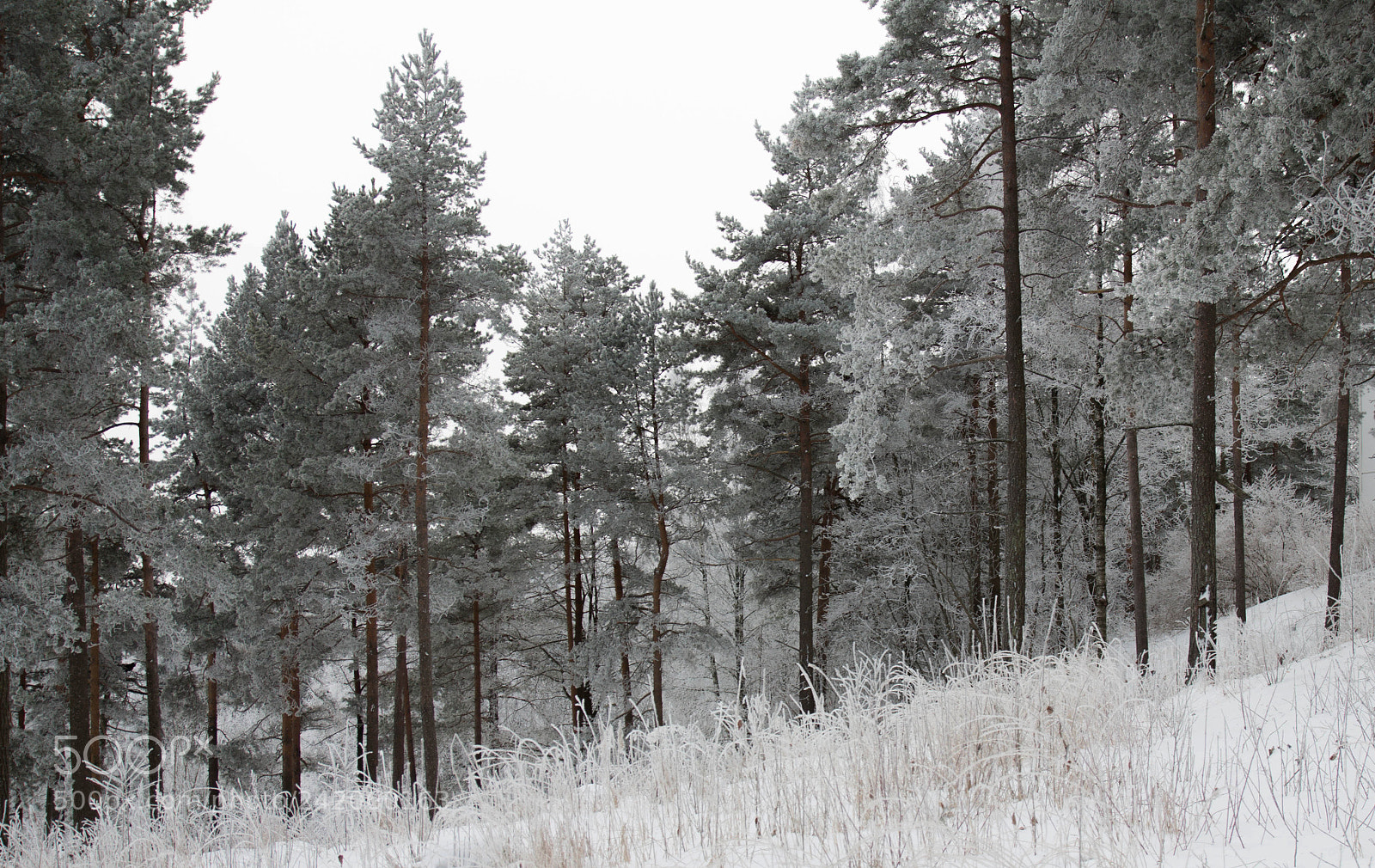 Canon EOS 60D sample photo. White trees photography