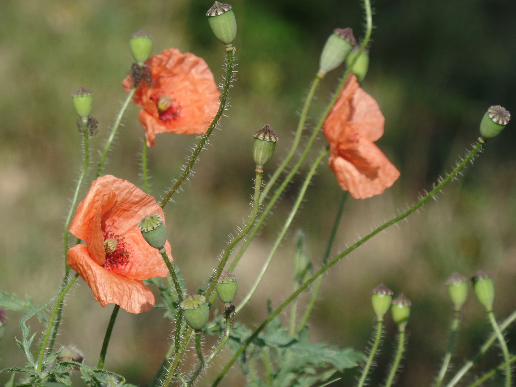Samsung WB350F/WB351F/WB352F sample photo. Poppies photography