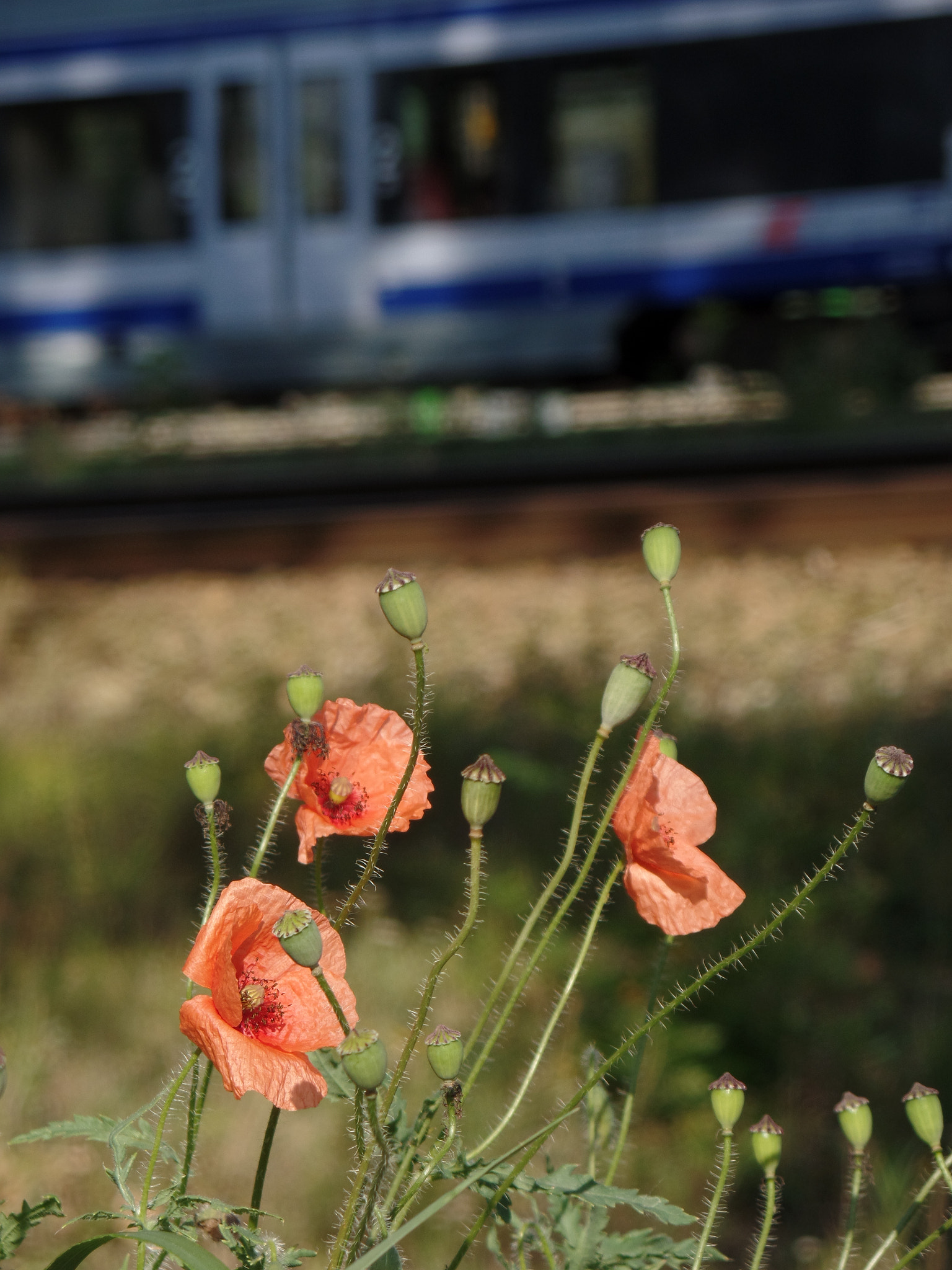 Samsung WB350F/WB351F/WB352F sample photo. Railroad poppies photography