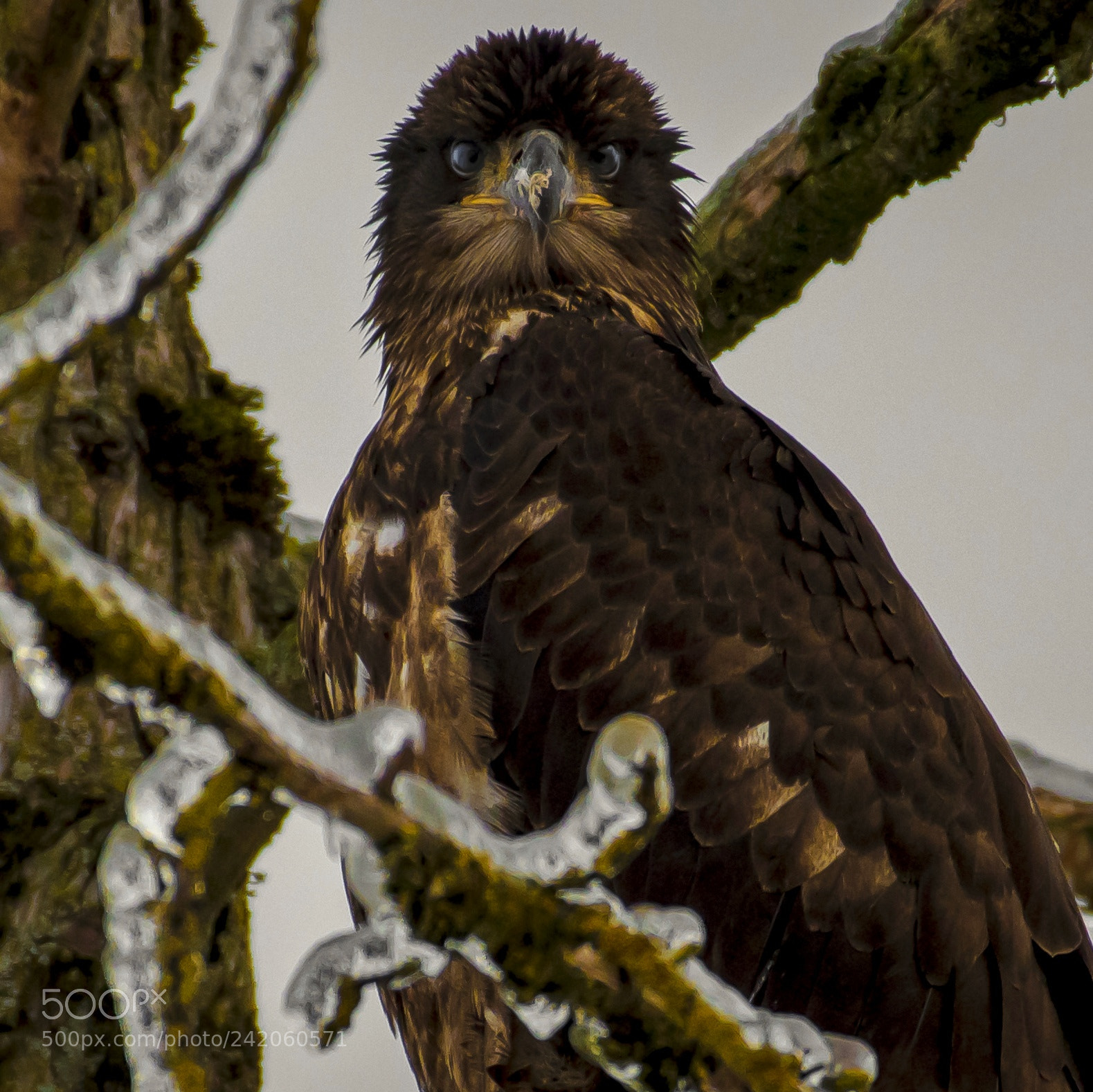 Nikon D500 sample photo. Hawk photography