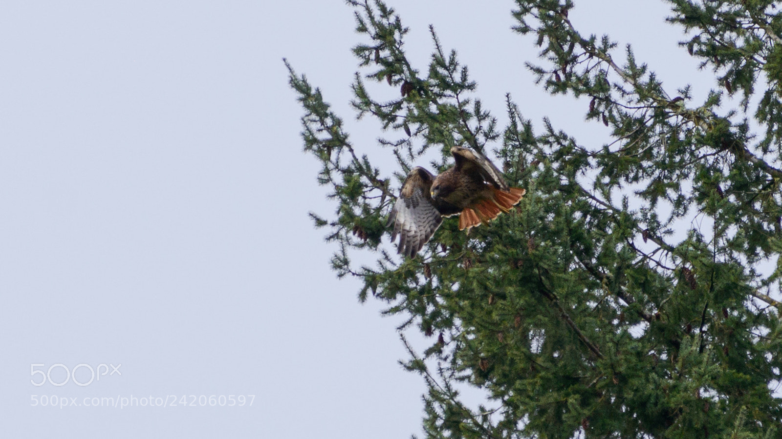 Nikon D800 sample photo. Takeoff photography