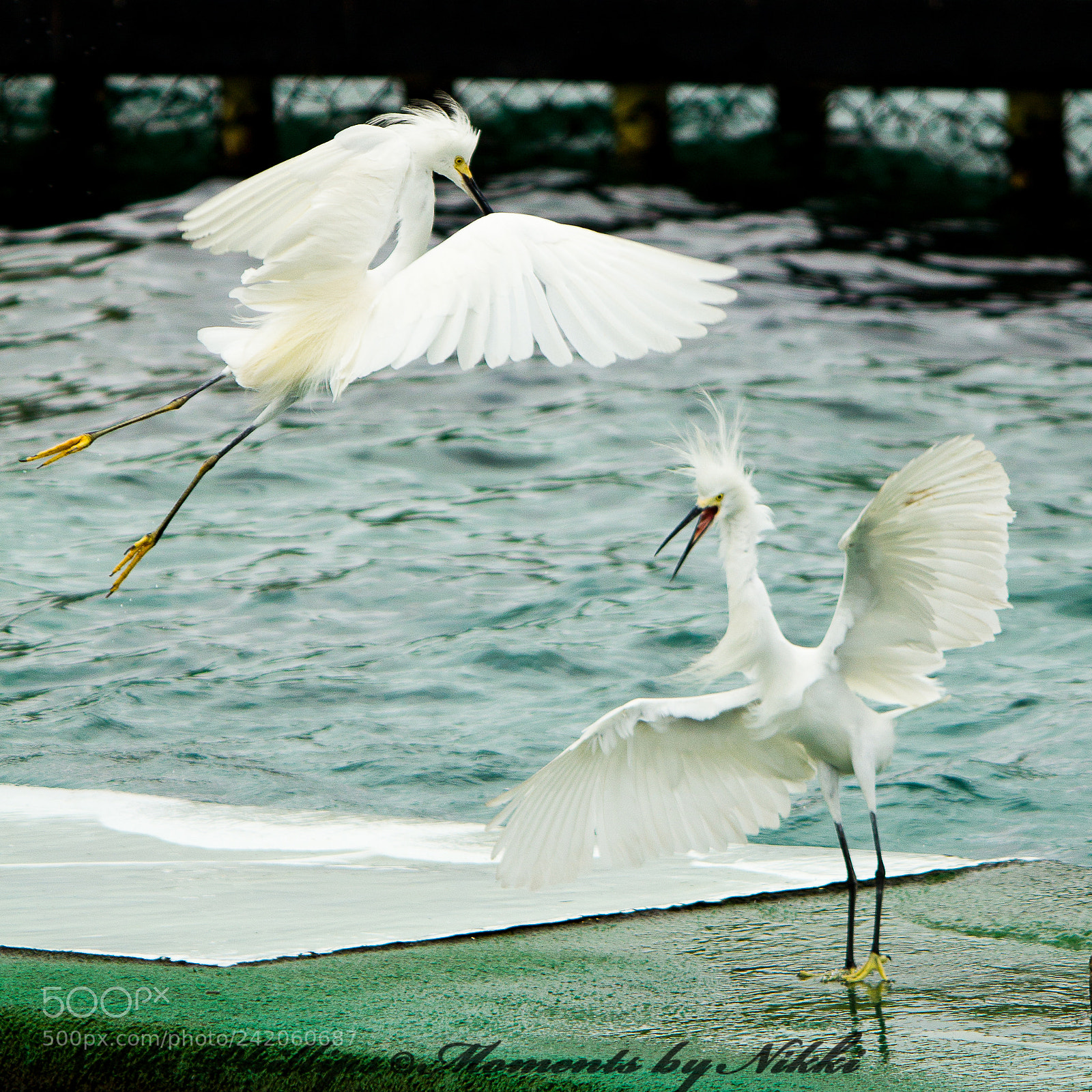 Canon EOS 60D sample photo. The fight photography