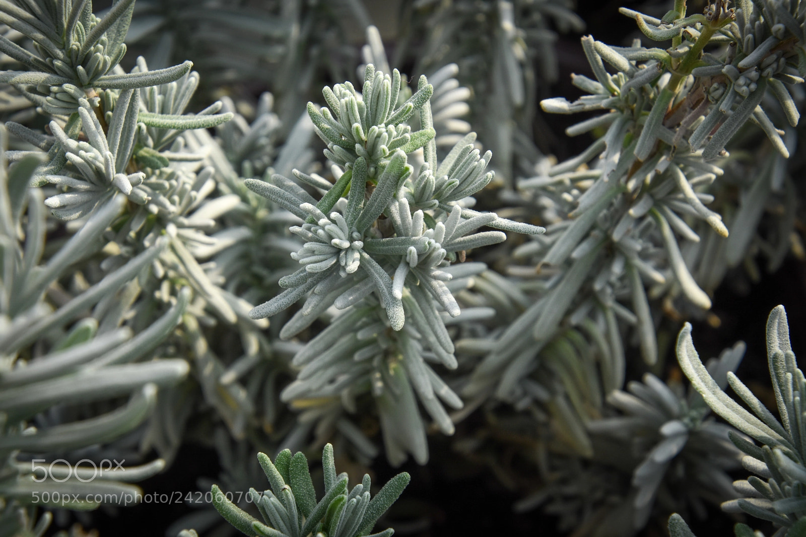 Nikon D7200 sample photo. Lavandula angustifolia cv. hidcote photography