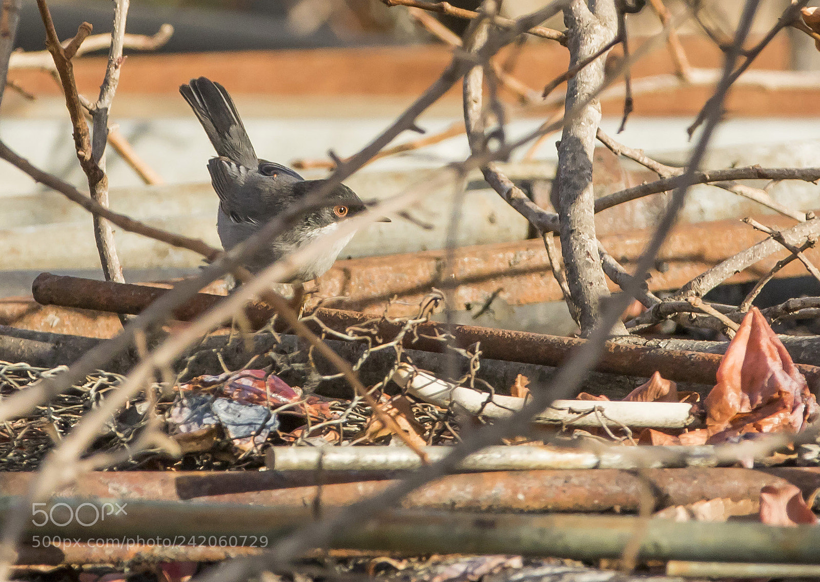 Canon EOS 7D Mark II sample photo. Eye photography
