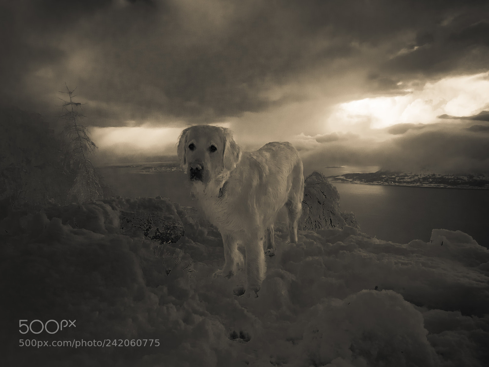 Olympus OM-D E-M10 II sample photo. Snow dog photography