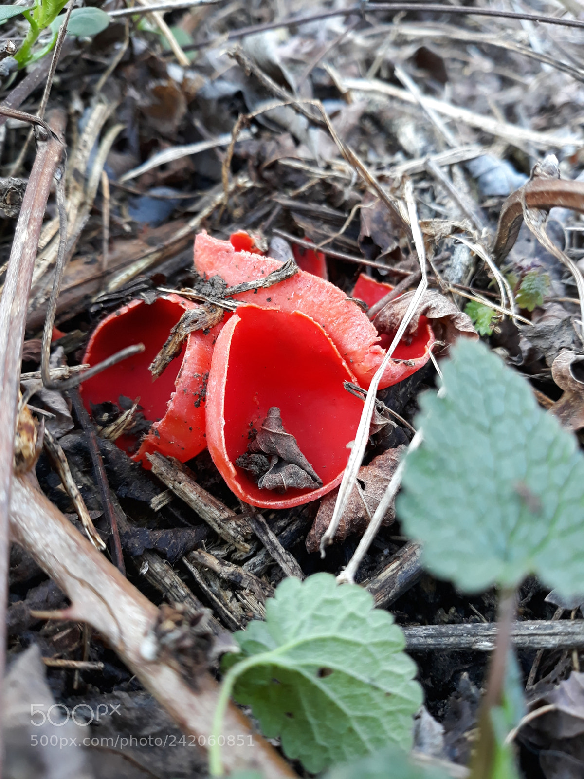 Samsung Galaxy J5 sample photo. Mushroom photography
