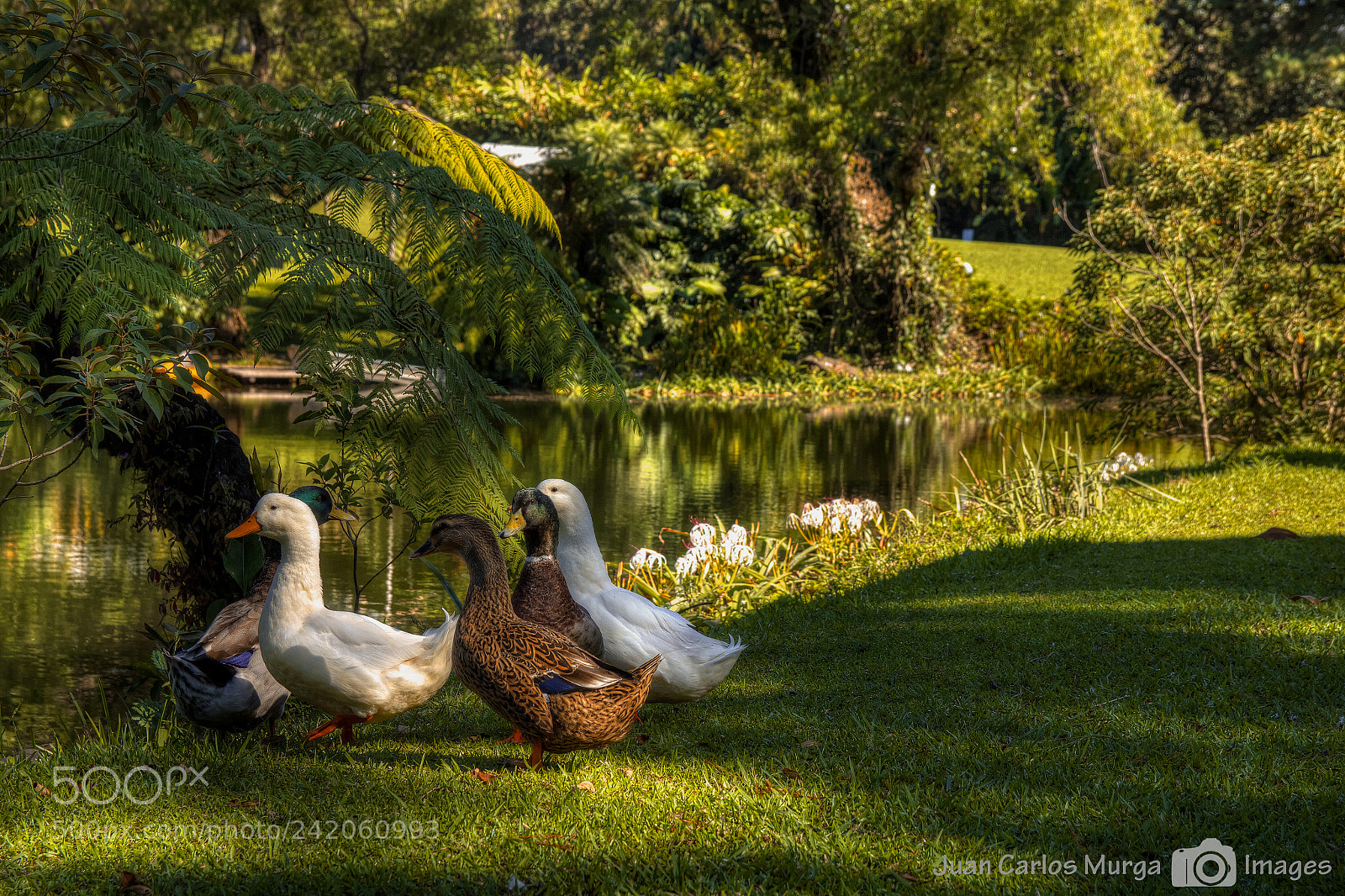 Canon EOS 550D (EOS Rebel T2i / EOS Kiss X4) sample photo. Royal ducks photography